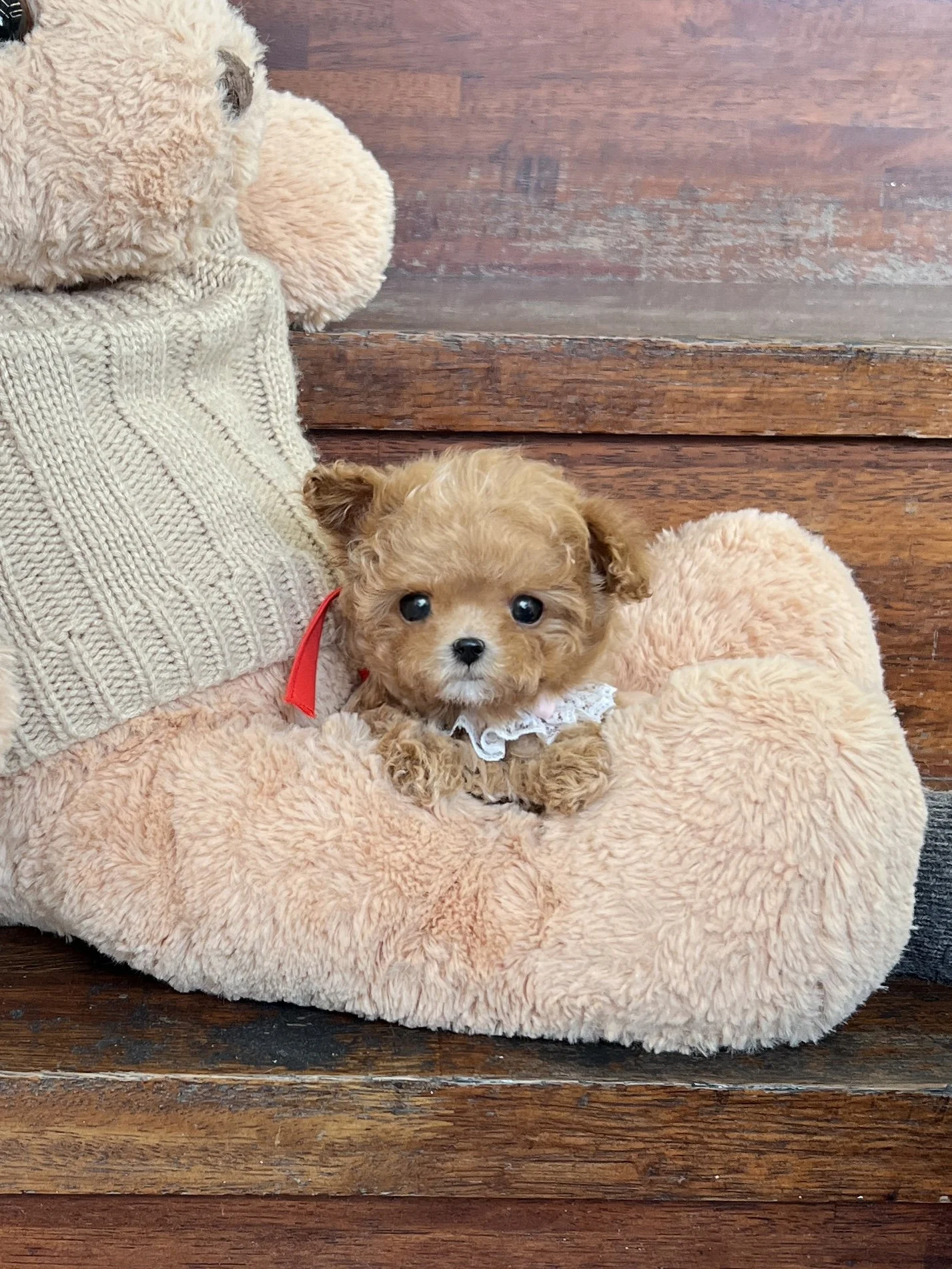 Pocket Pet Teacup Dog