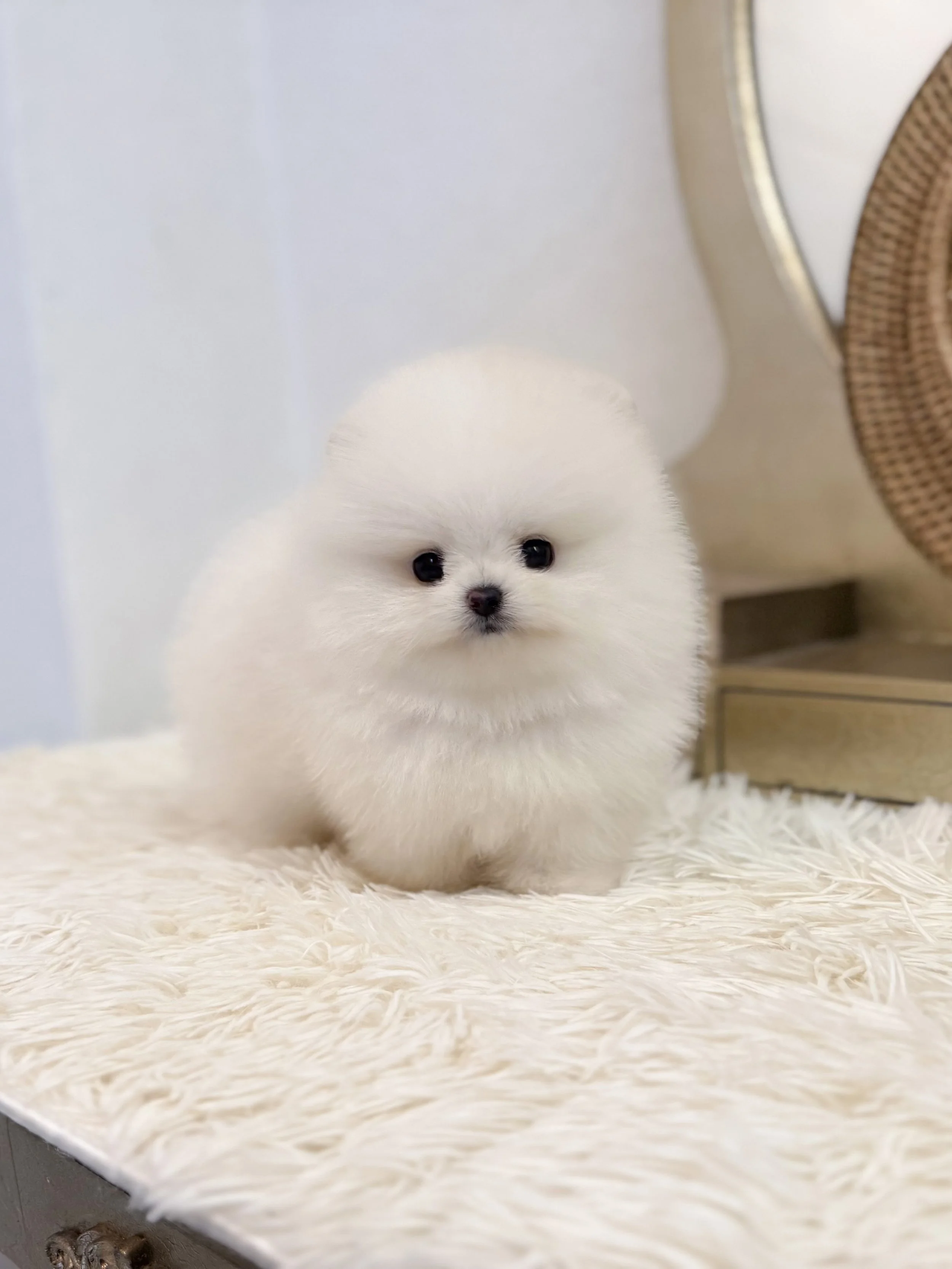 Pocket Pet Teacup Dog