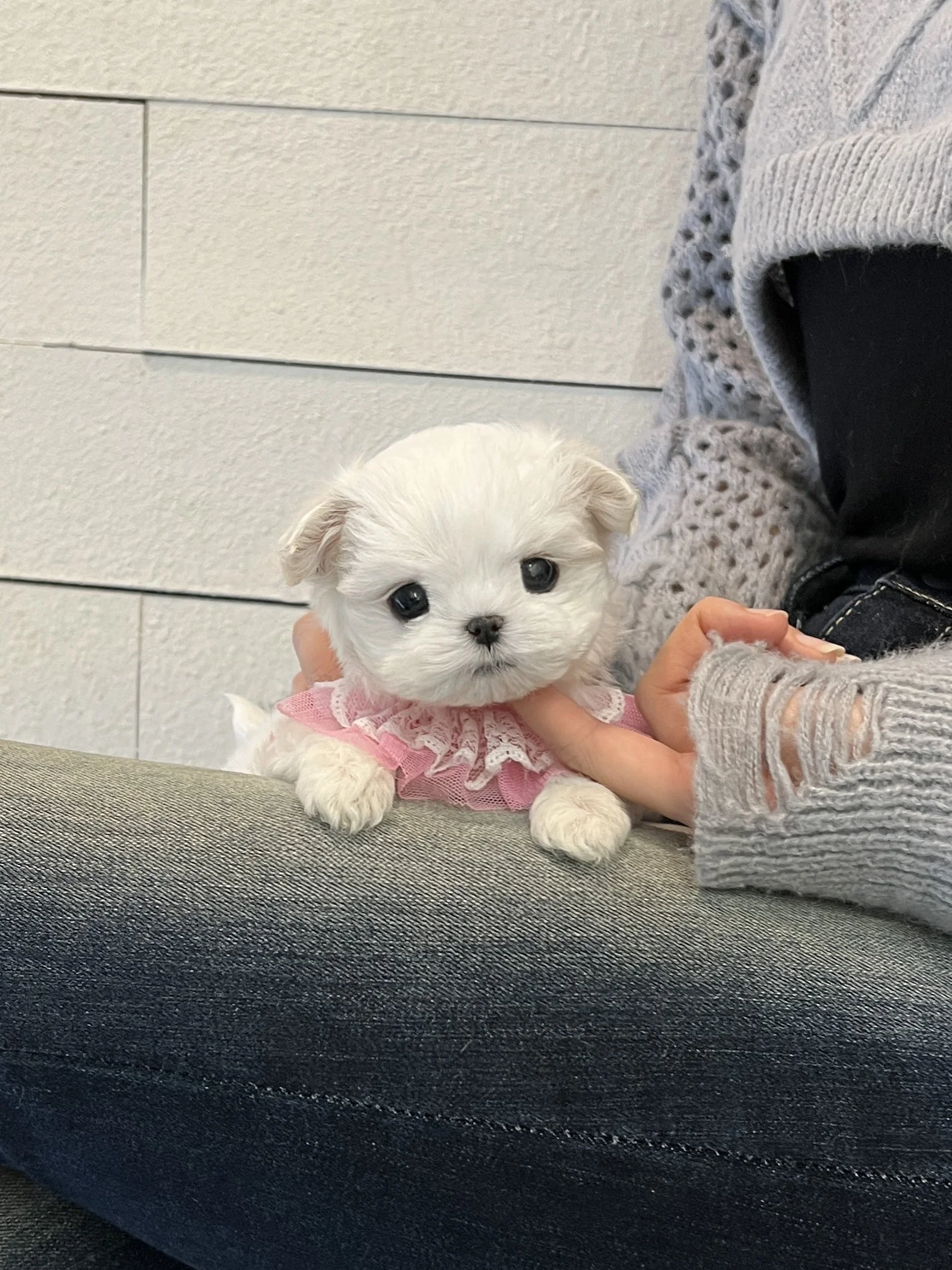Pocket Pet Teacup Dog