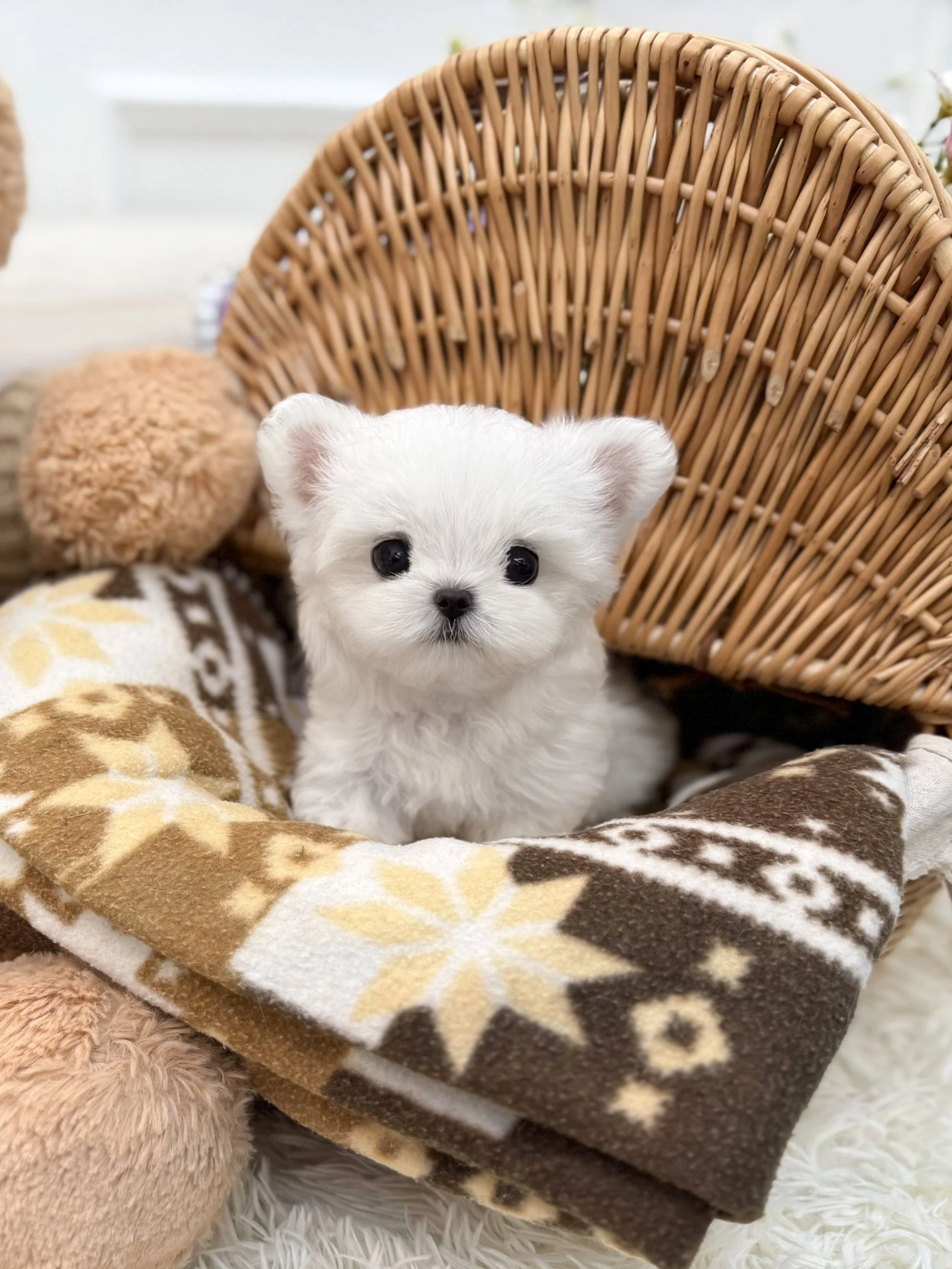 Pocket Pet Teacup Dog