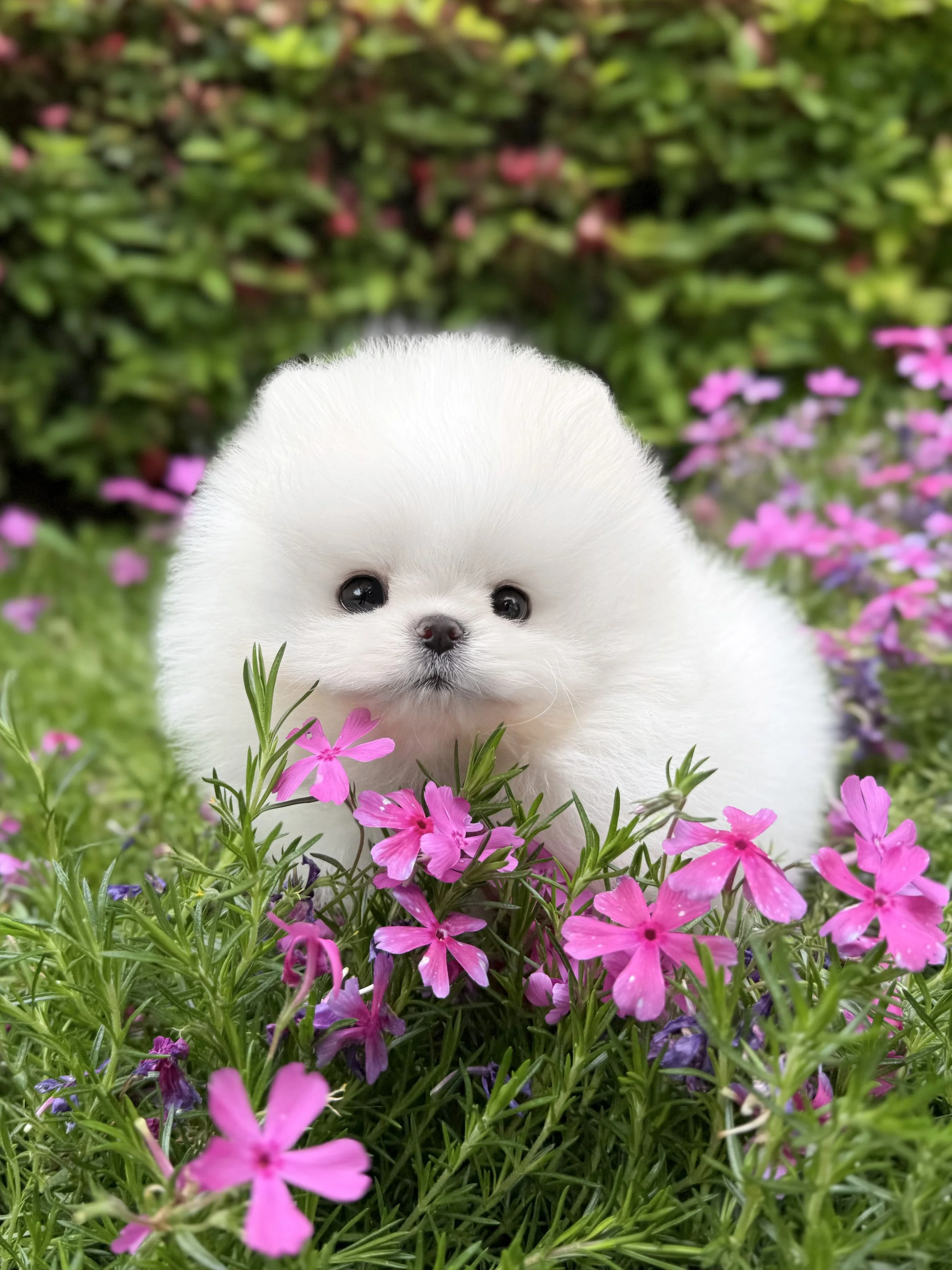 Pocket Pet Teacup Dog