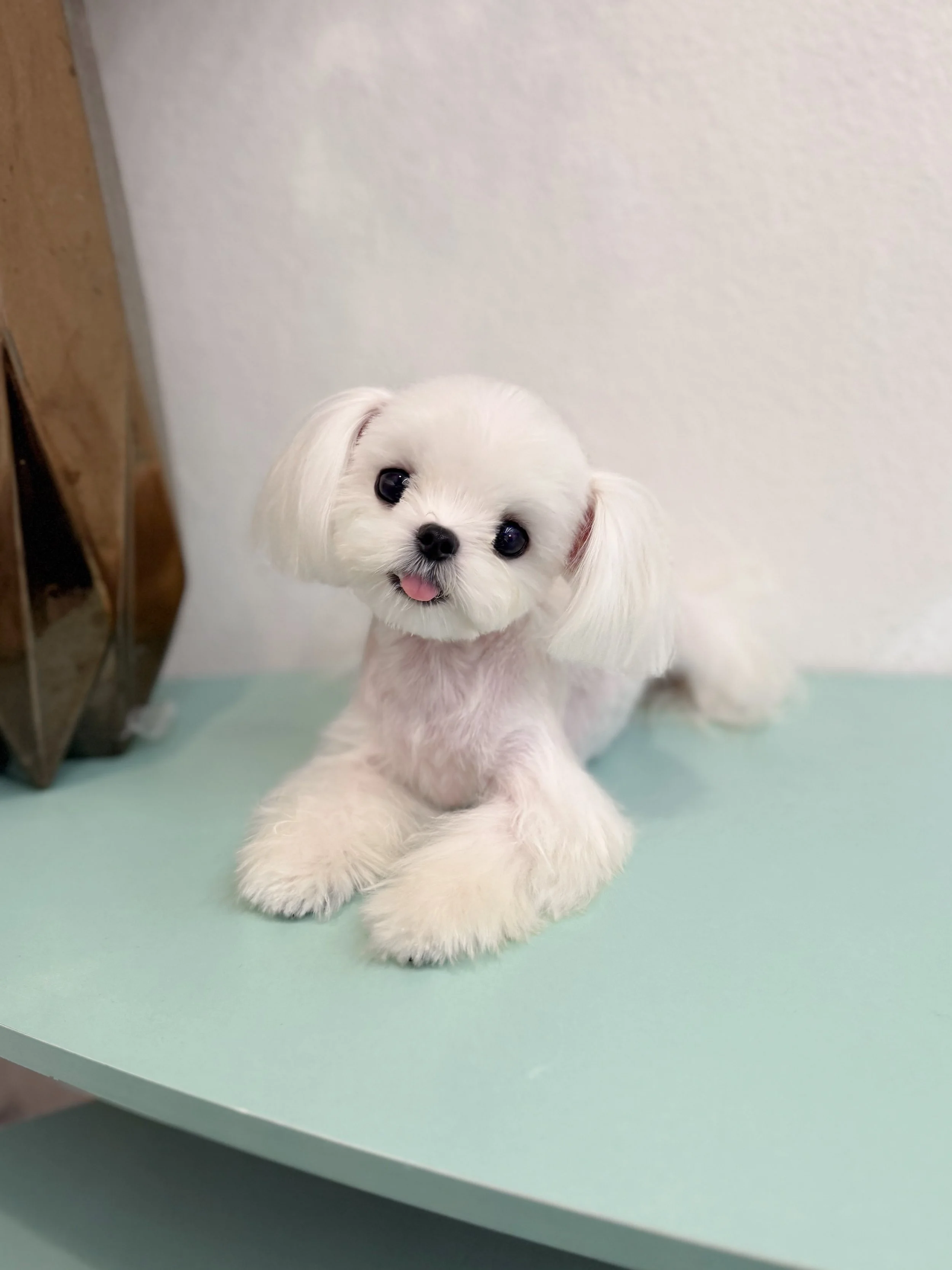 Pocket Pet Teacup Dog