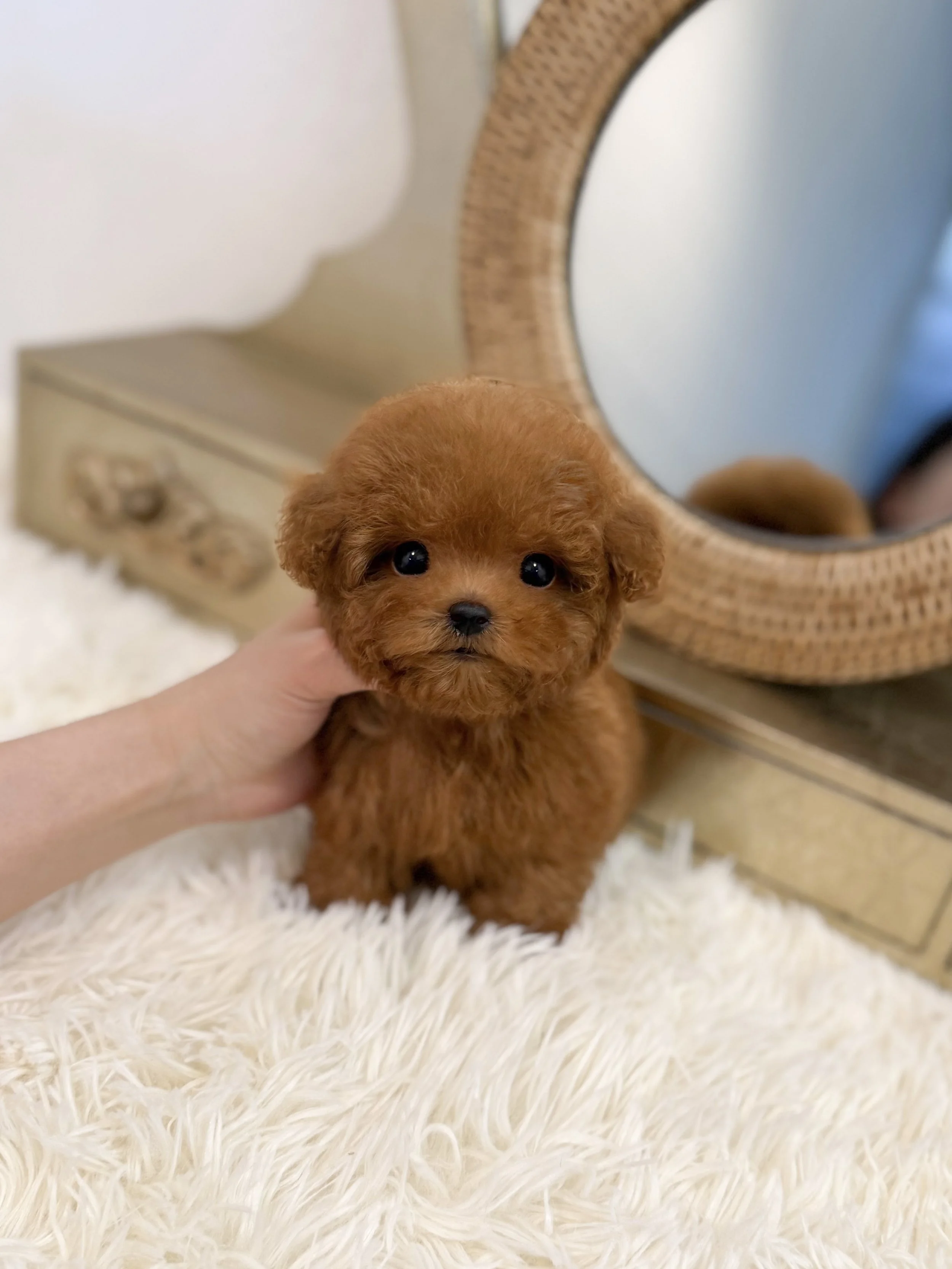 Pocket Pet Teacup Dog