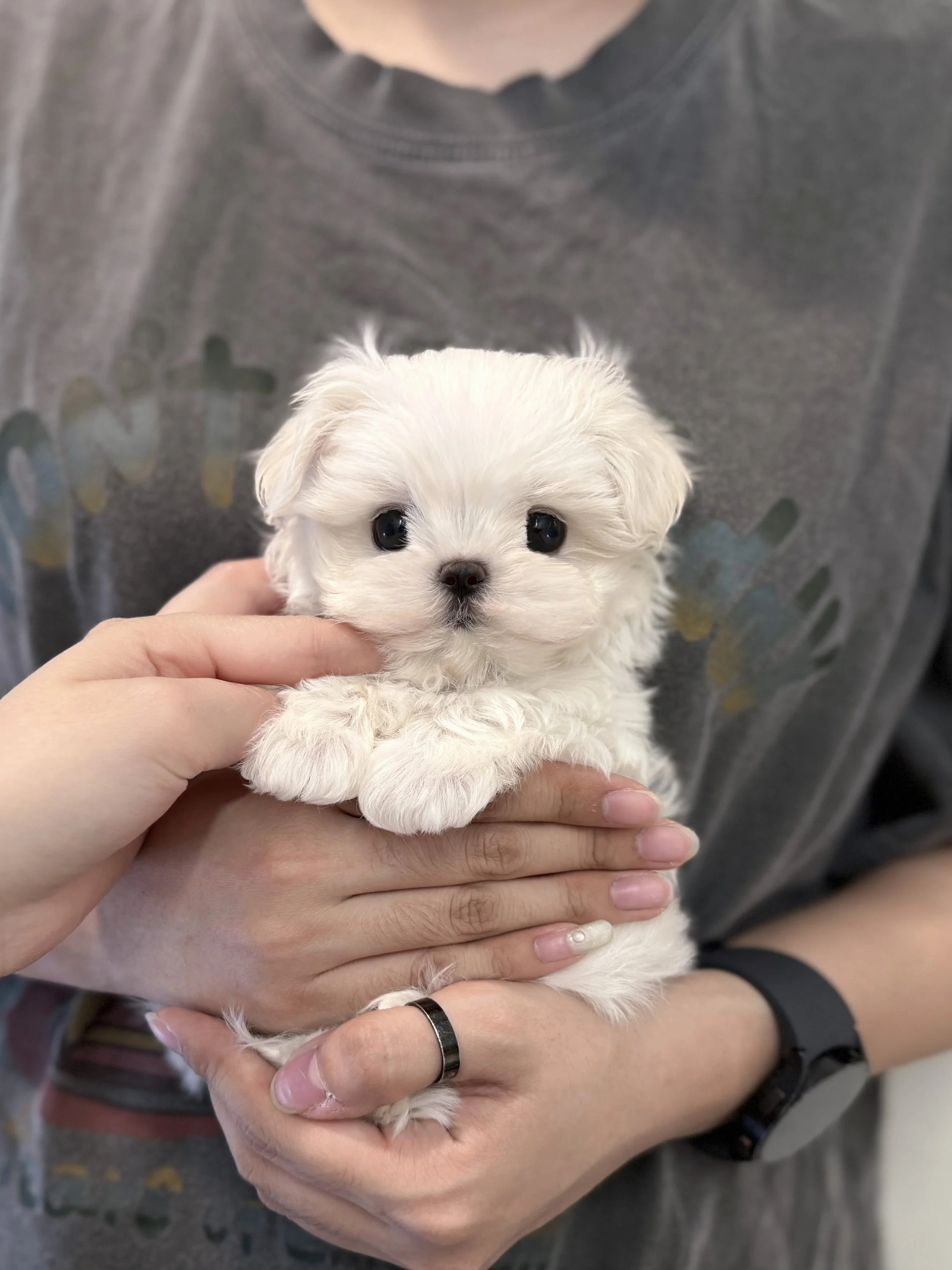 Pocket Pet Teacup Dog