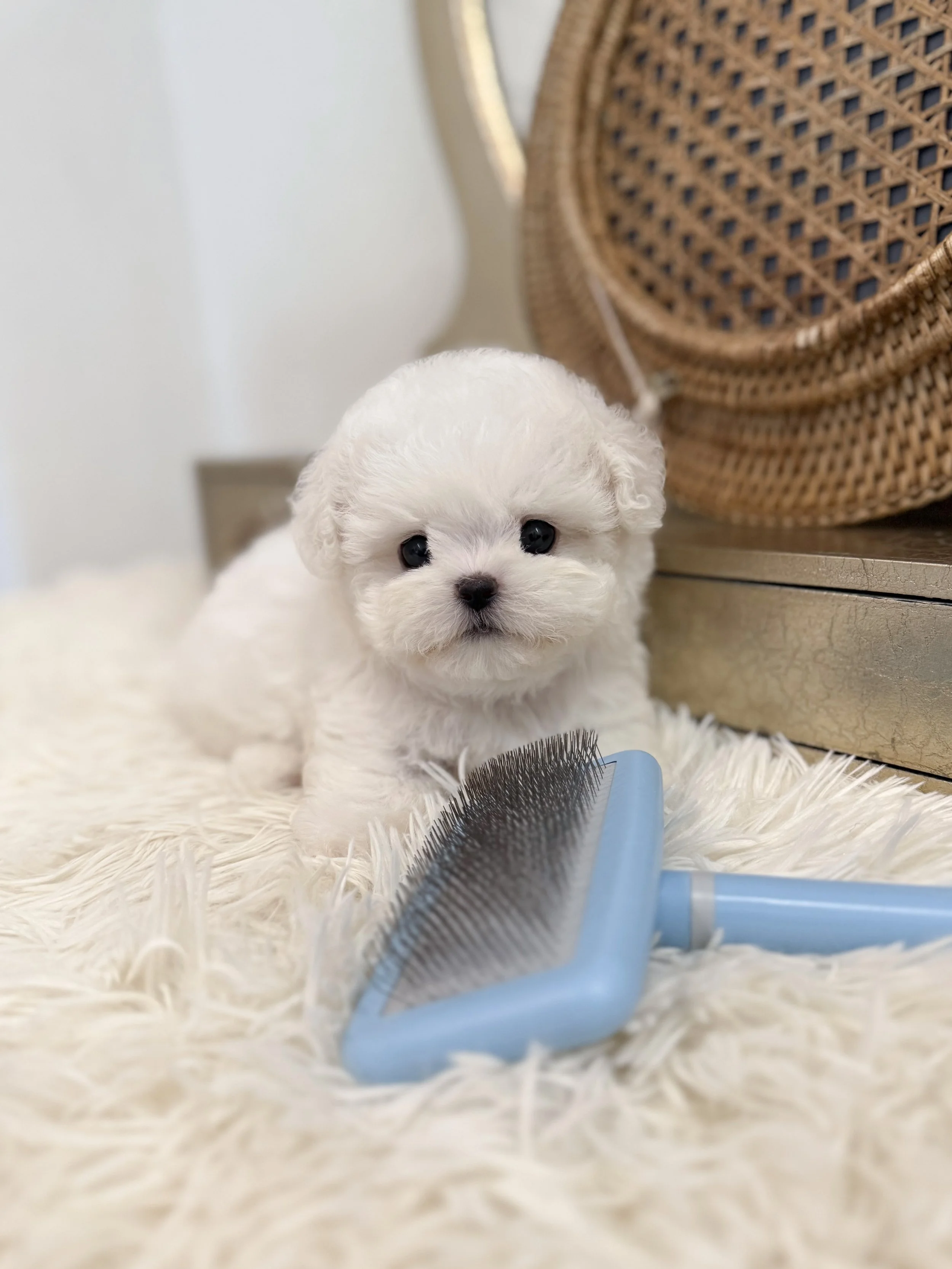 Pocket Pet Teacup Dog