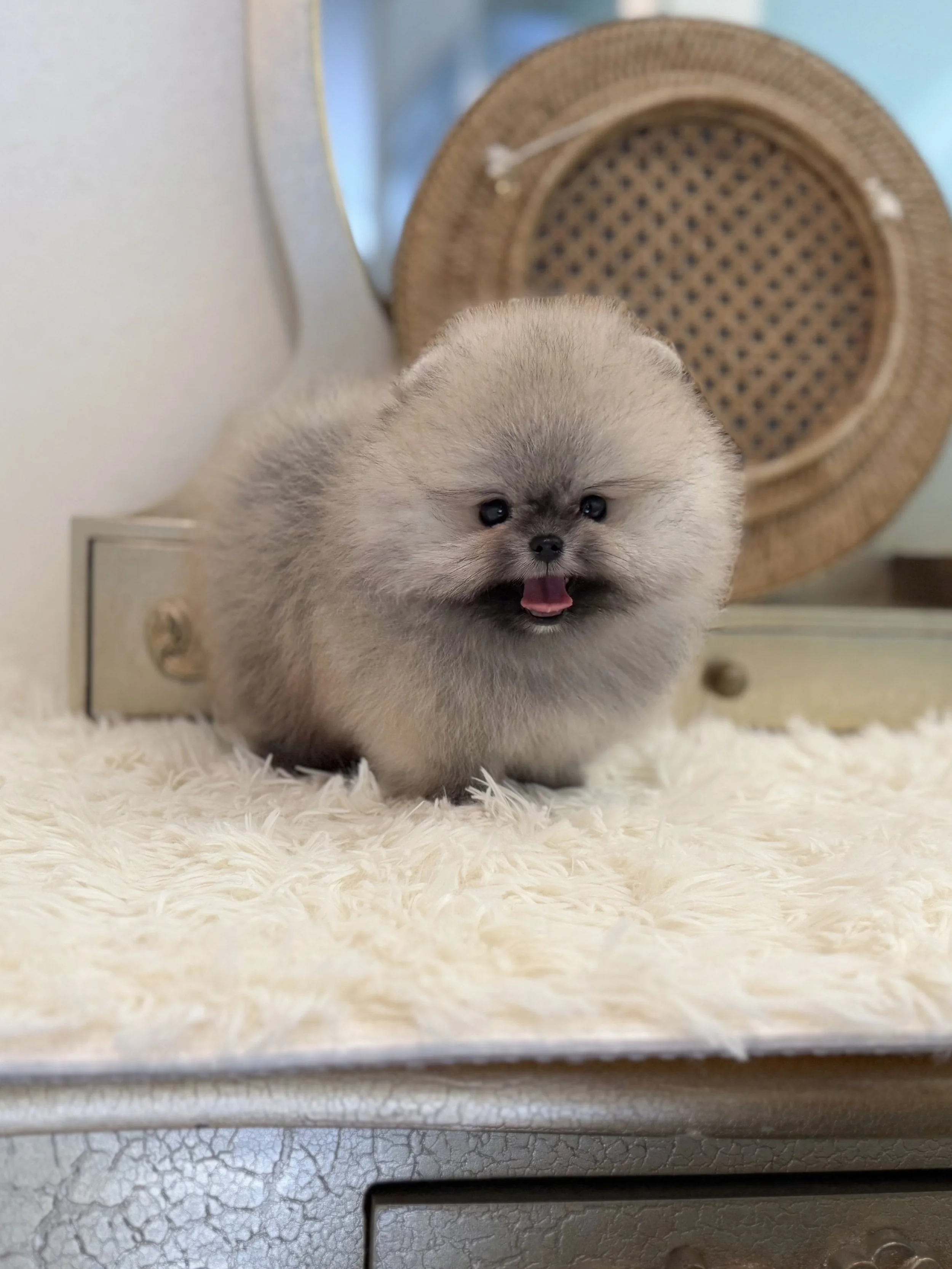 Pocket Pet Teacup Dog