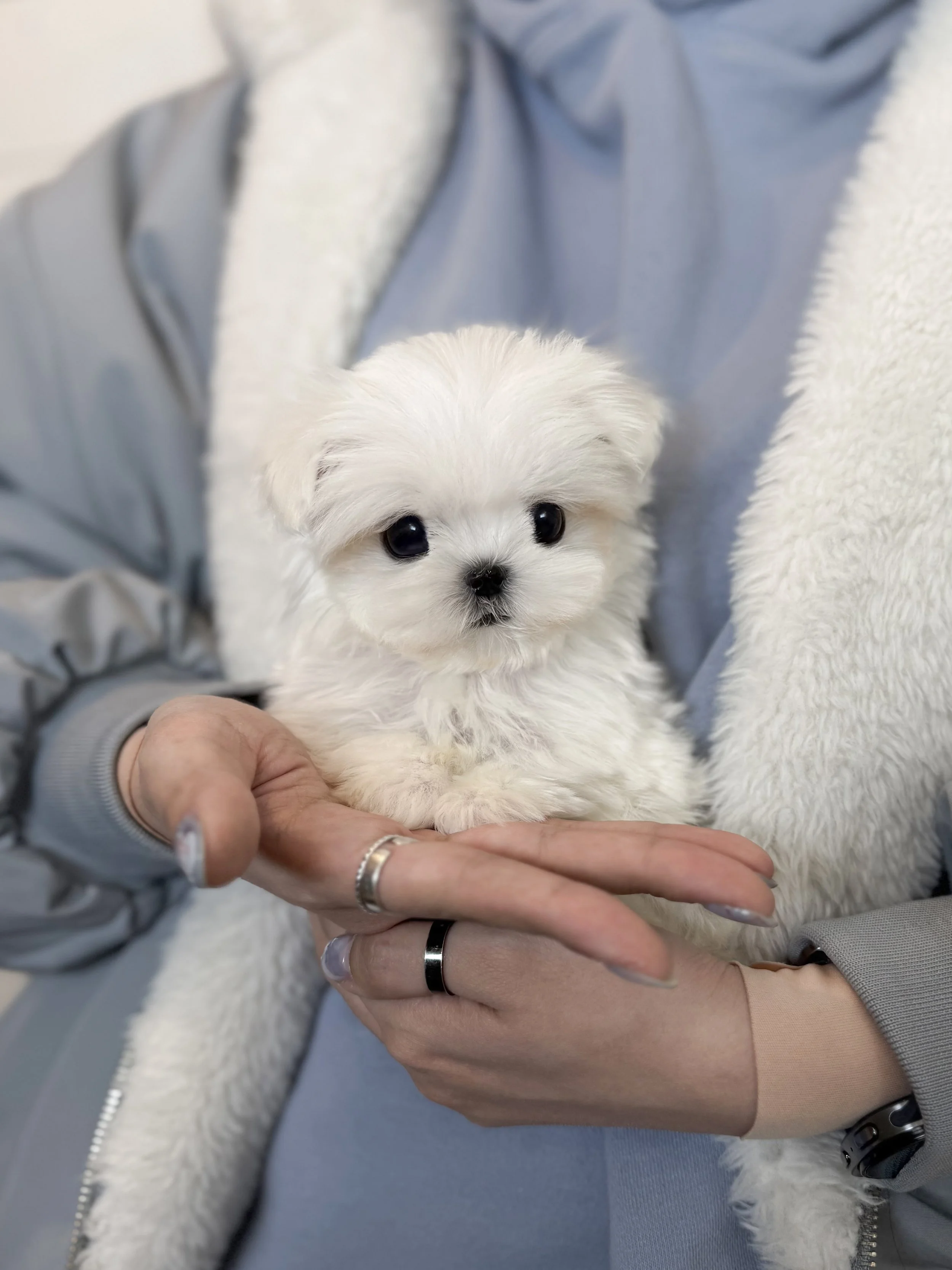 Pocket Pet Teacup Dog