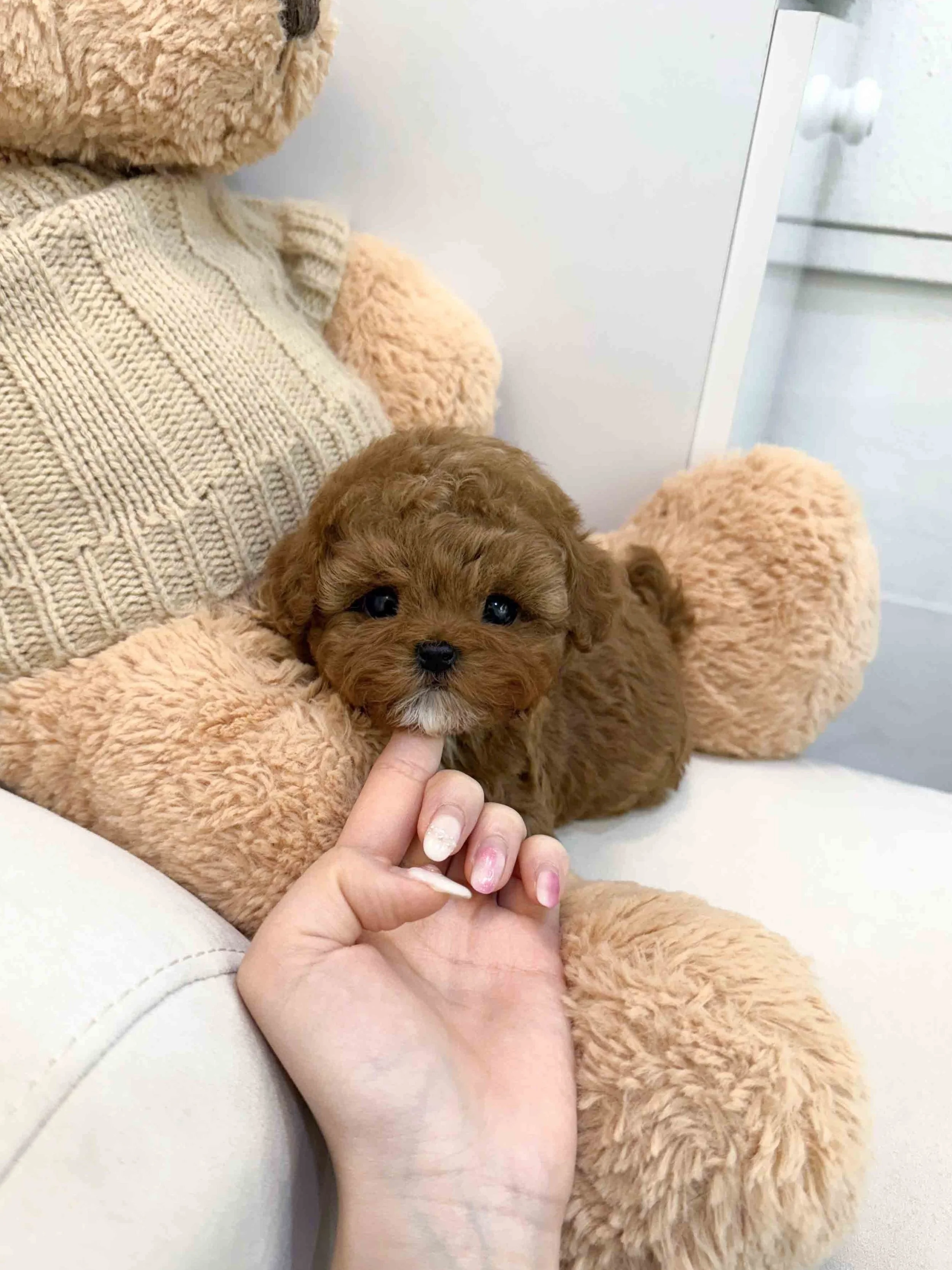 Pocket Pet Teacup Dog