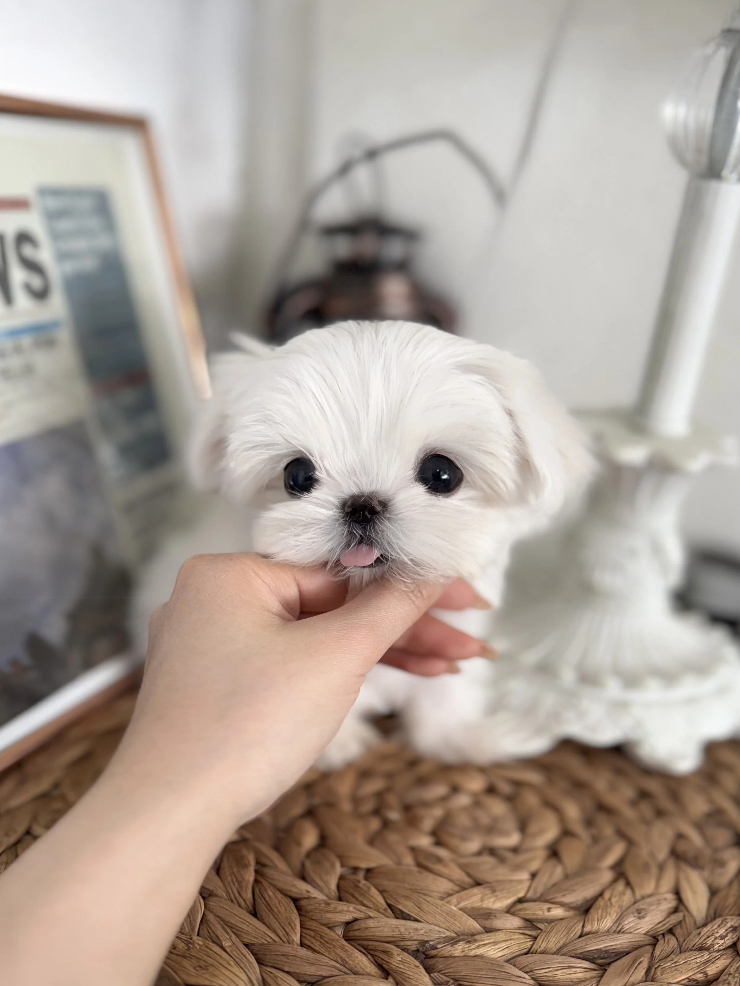 Pocket Pet Teacup Dog