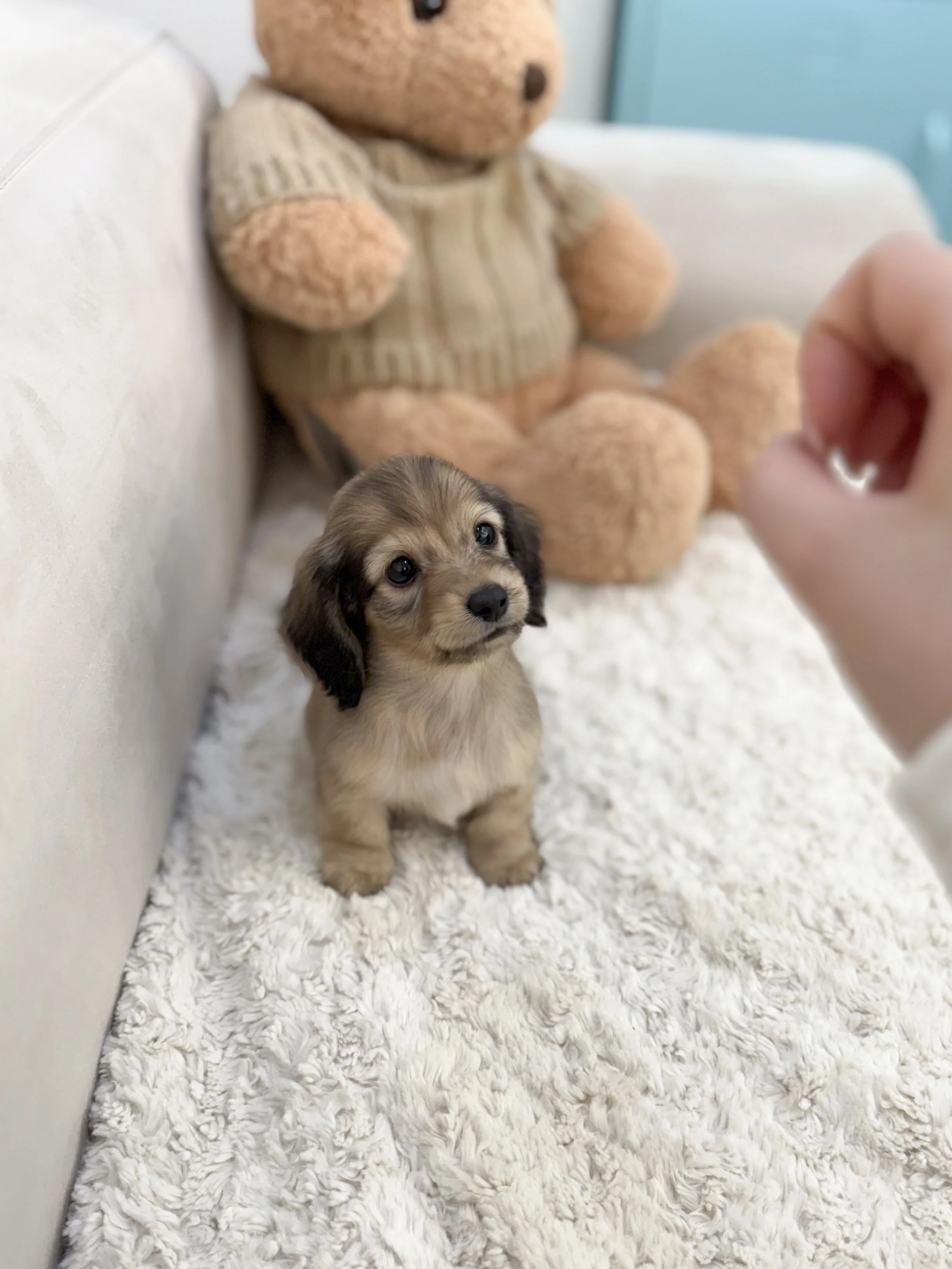Pocket Pet Teacup Dog