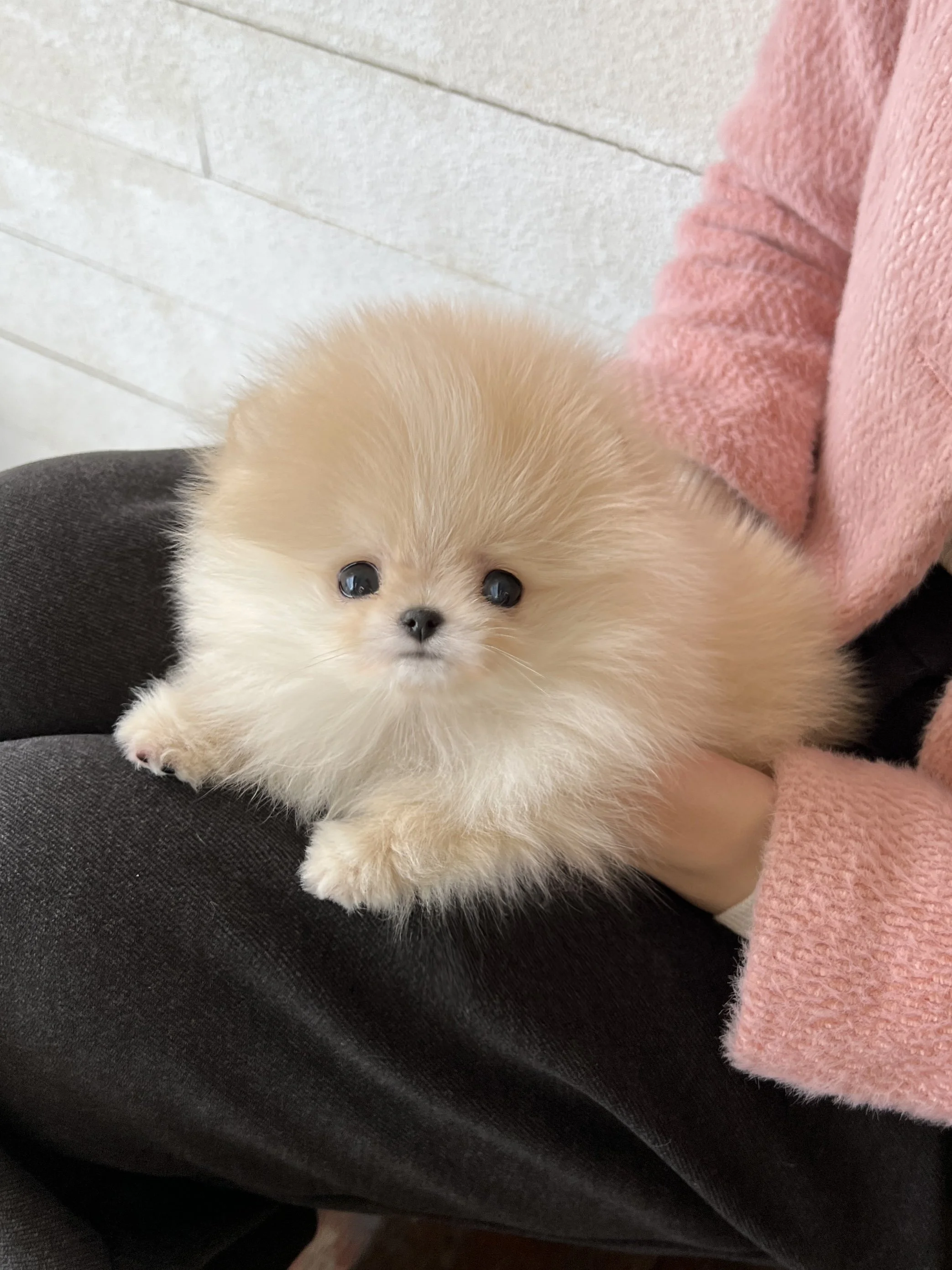 Pocket Pet Teacup Dog