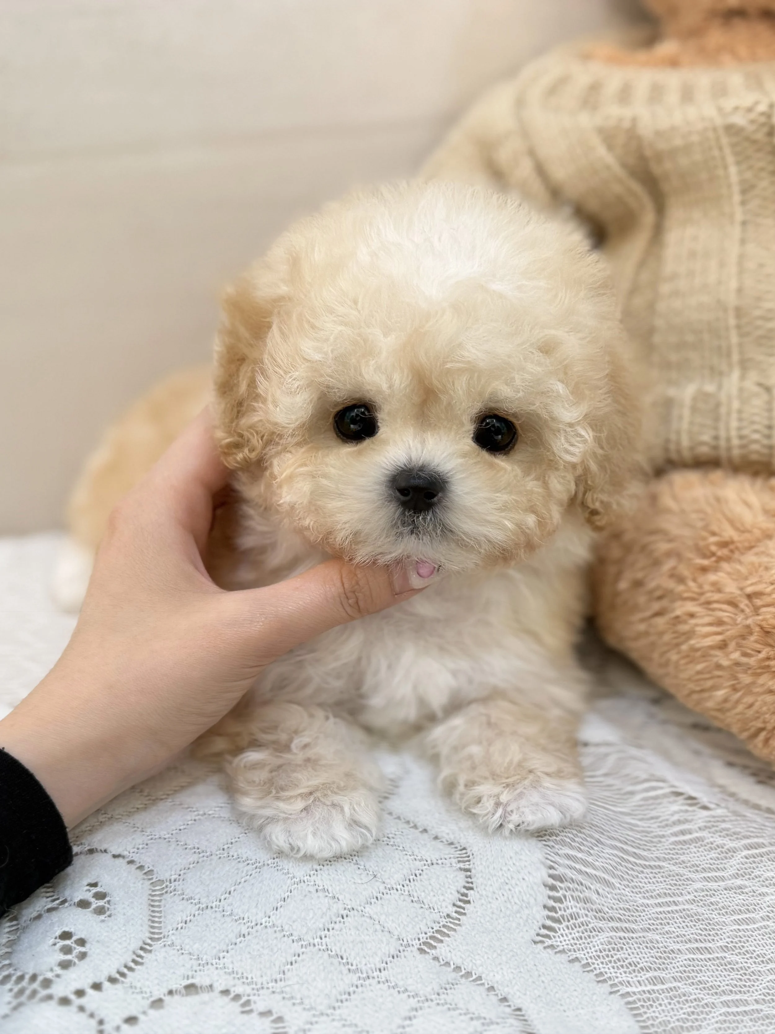Pocket Pet Teacup Dog