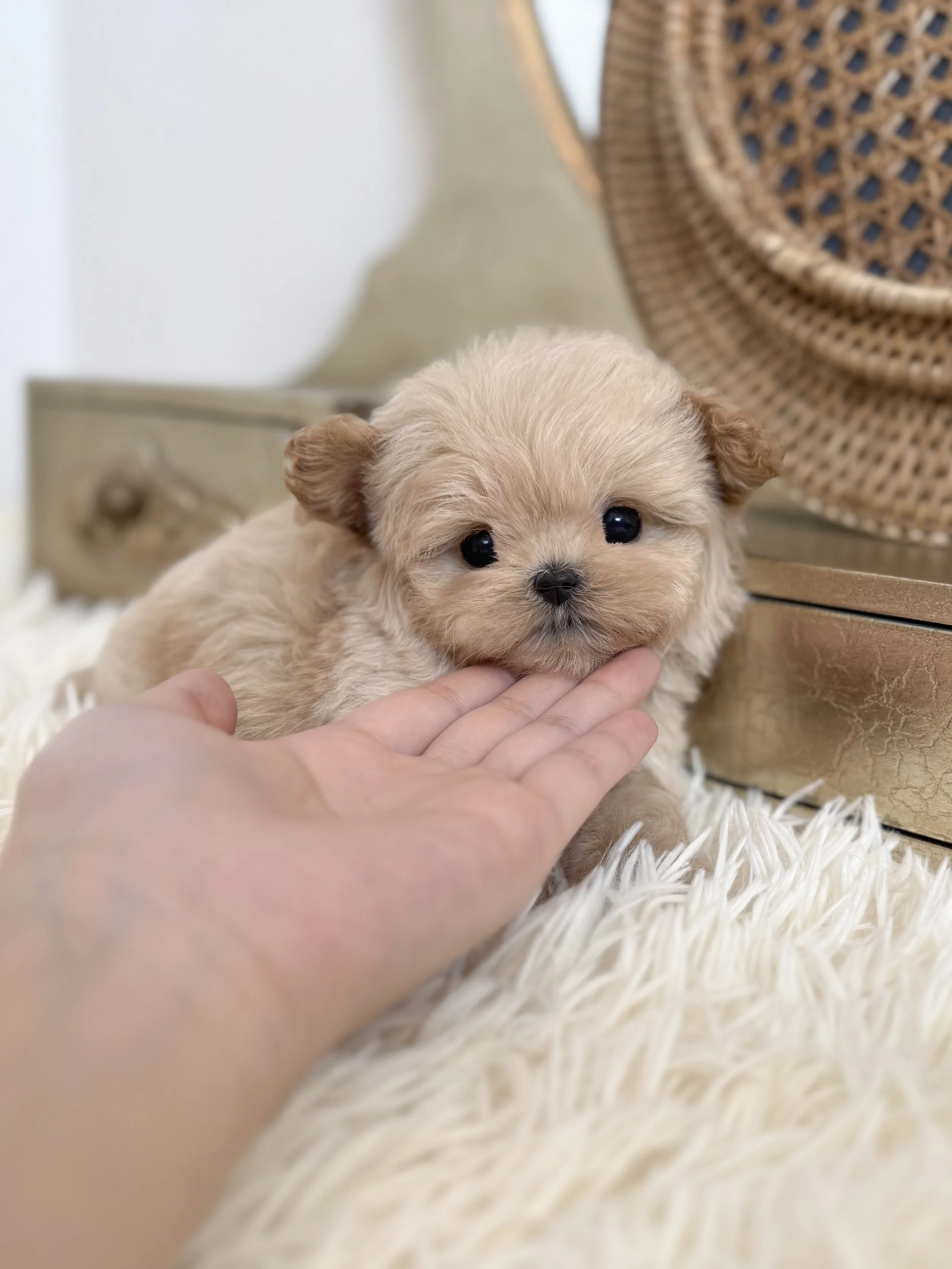 Pocket Pet Teacup Dog