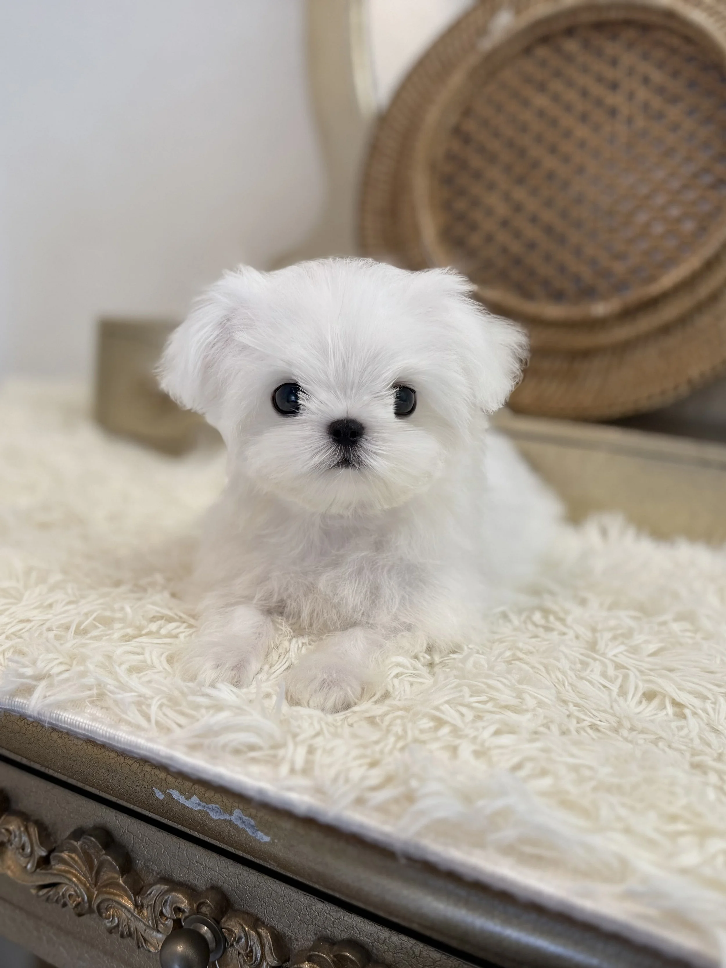 Pocket Pet Teacup Dog