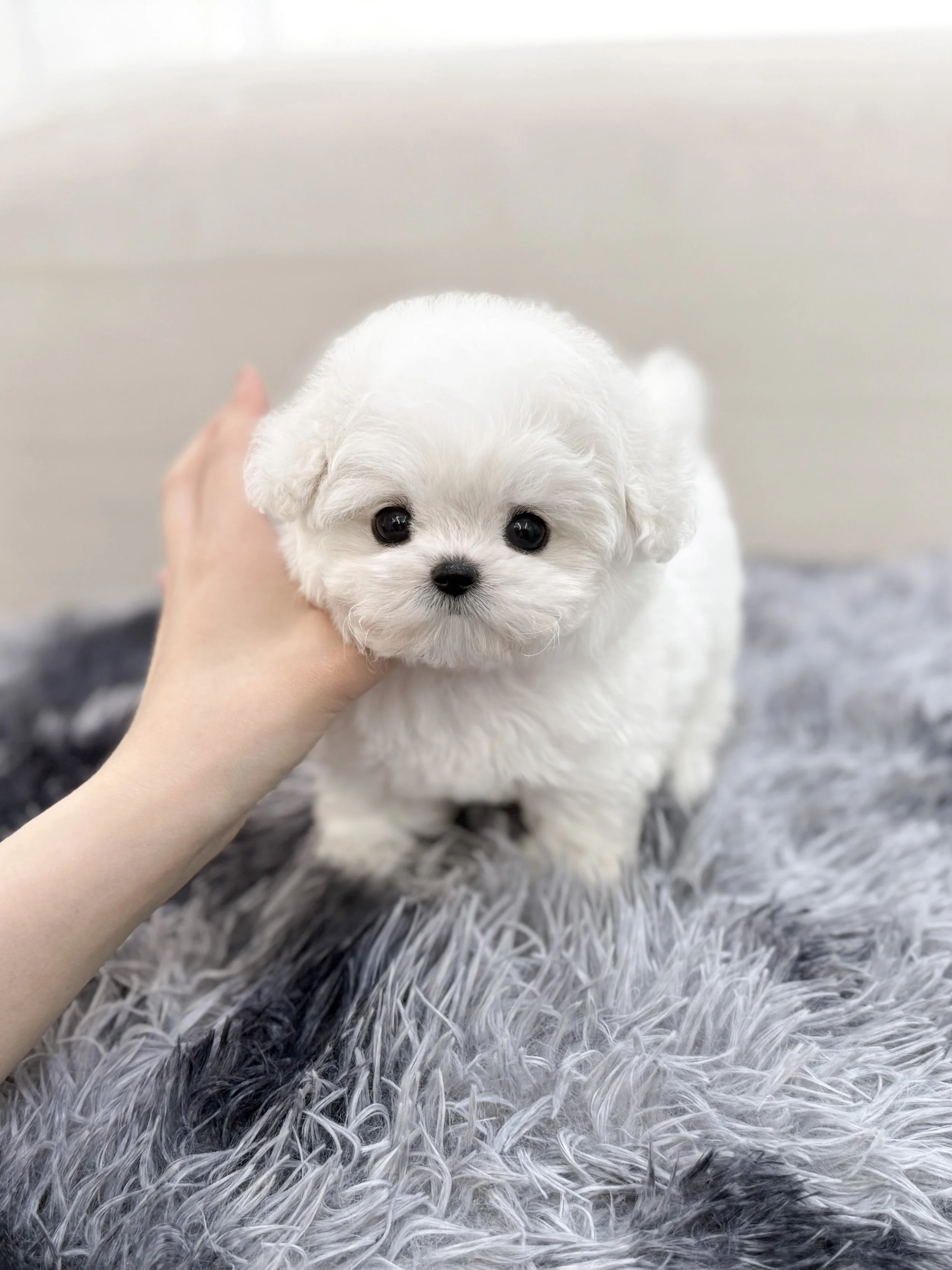 Pocket Pet Teacup Dog