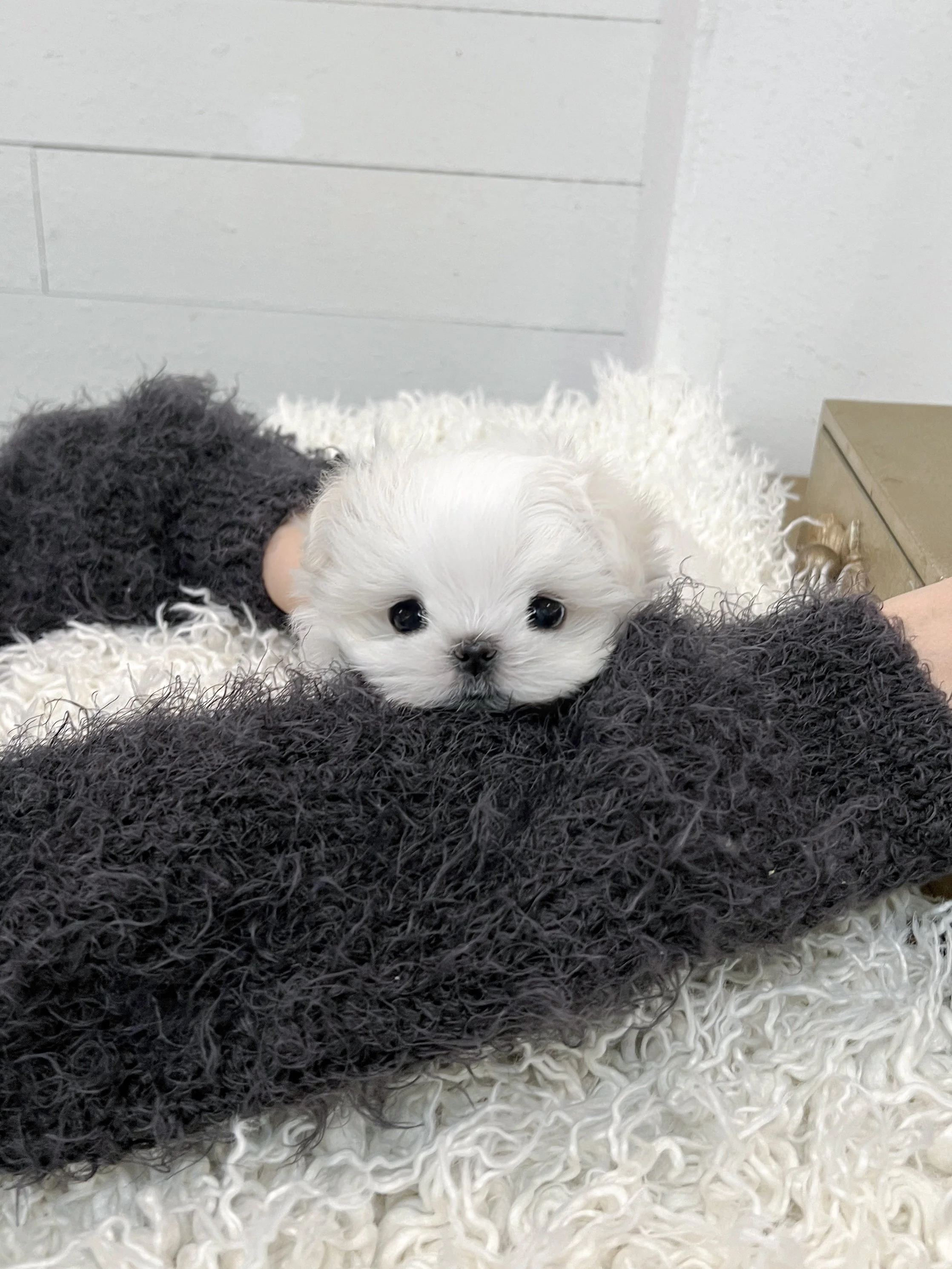 Pocket Pet Teacup Dog