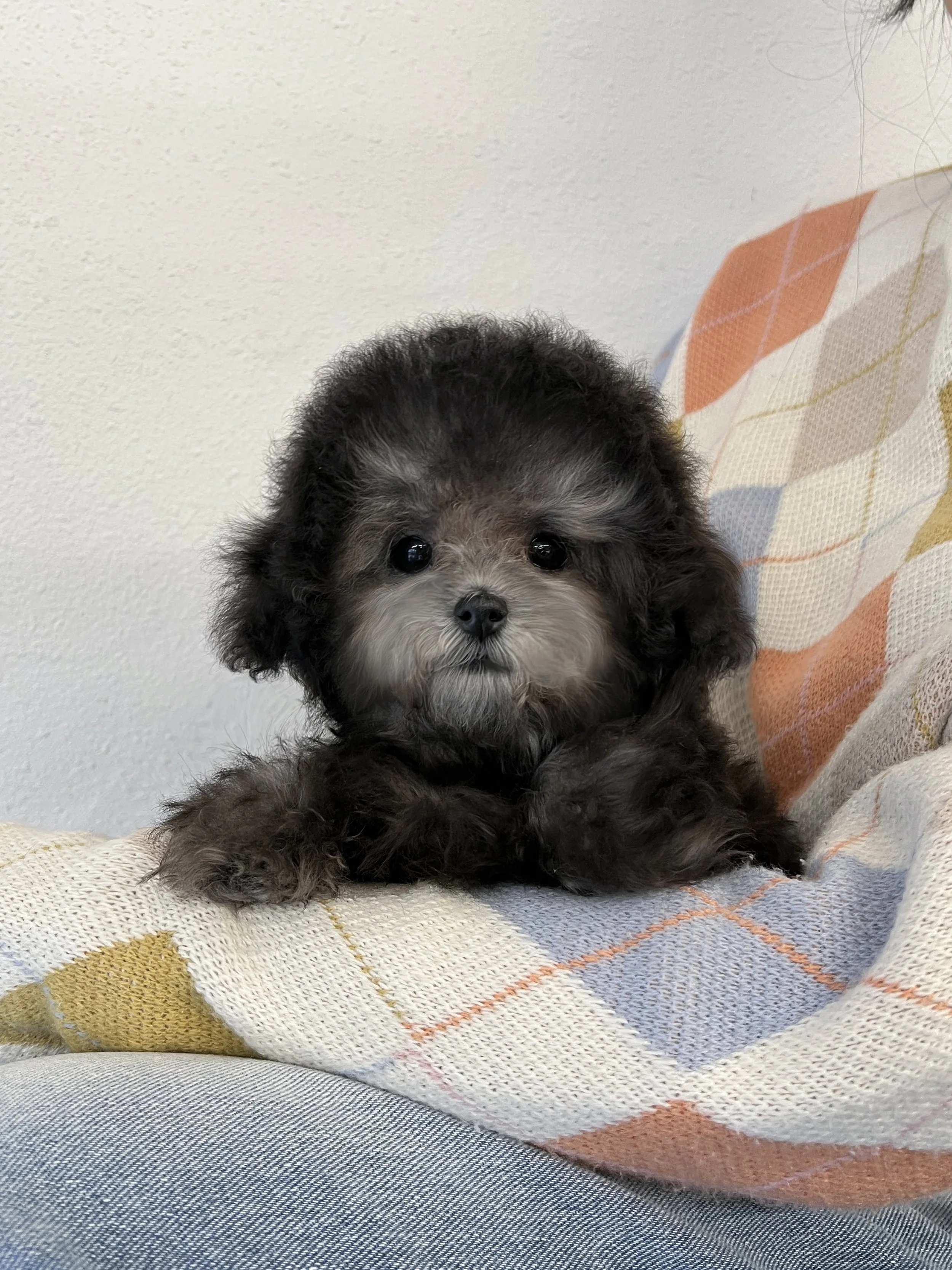 Pocket Pet Teacup Dog