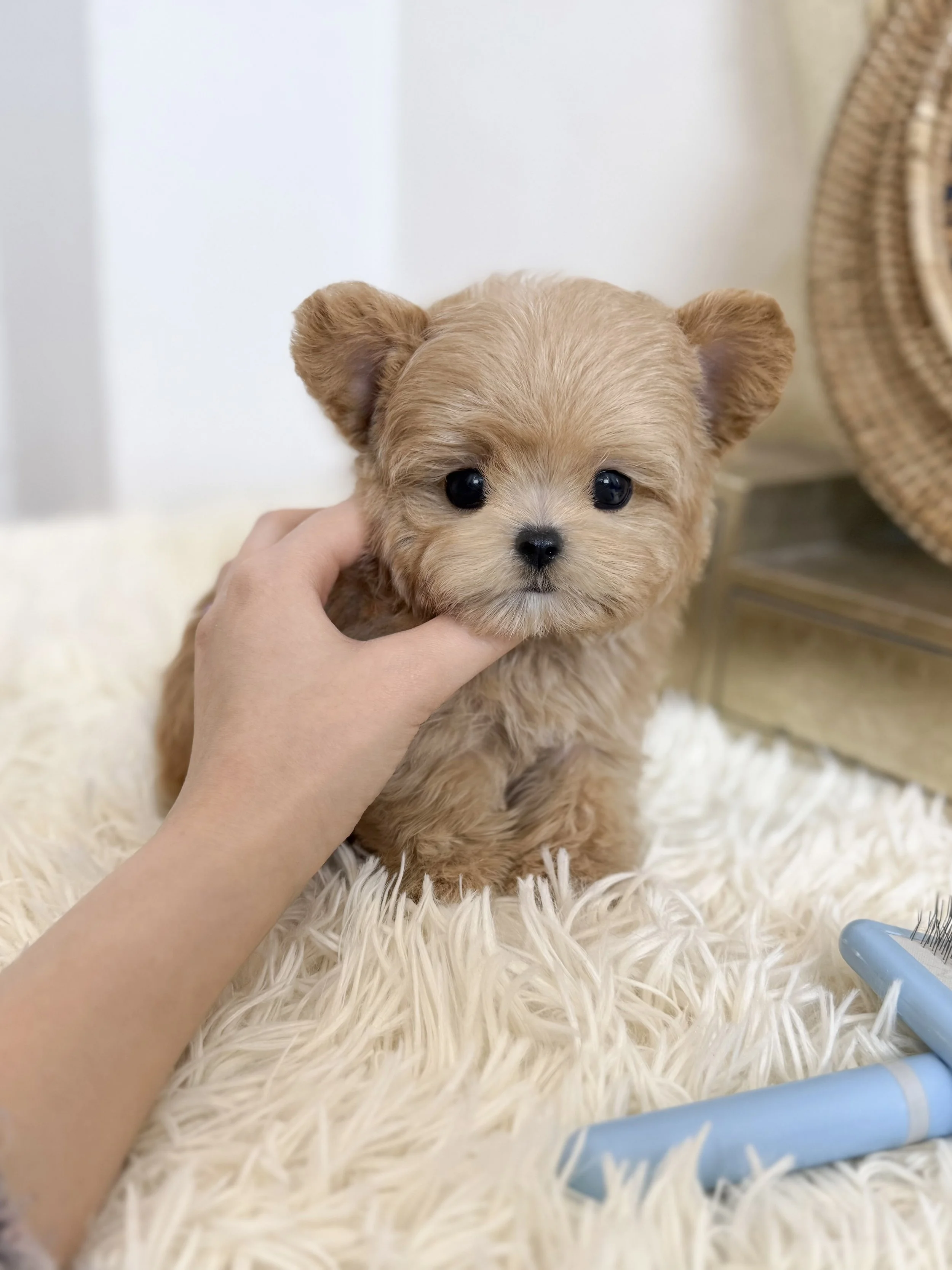 Pocket Pet Teacup Dog