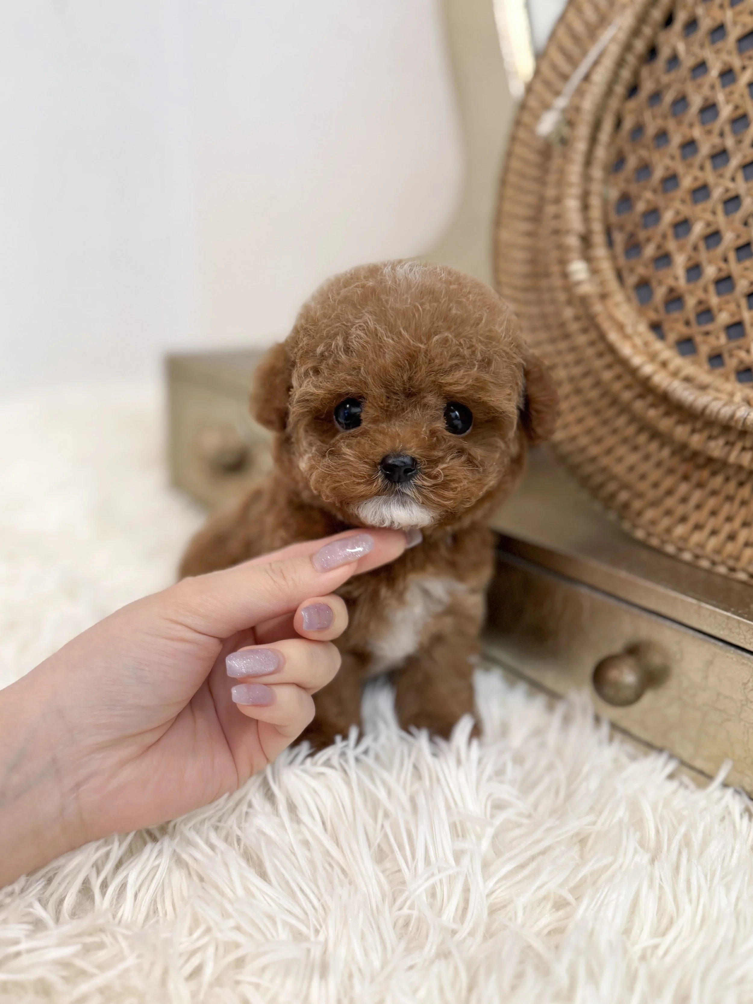 Pocket Pet Teacup Dog