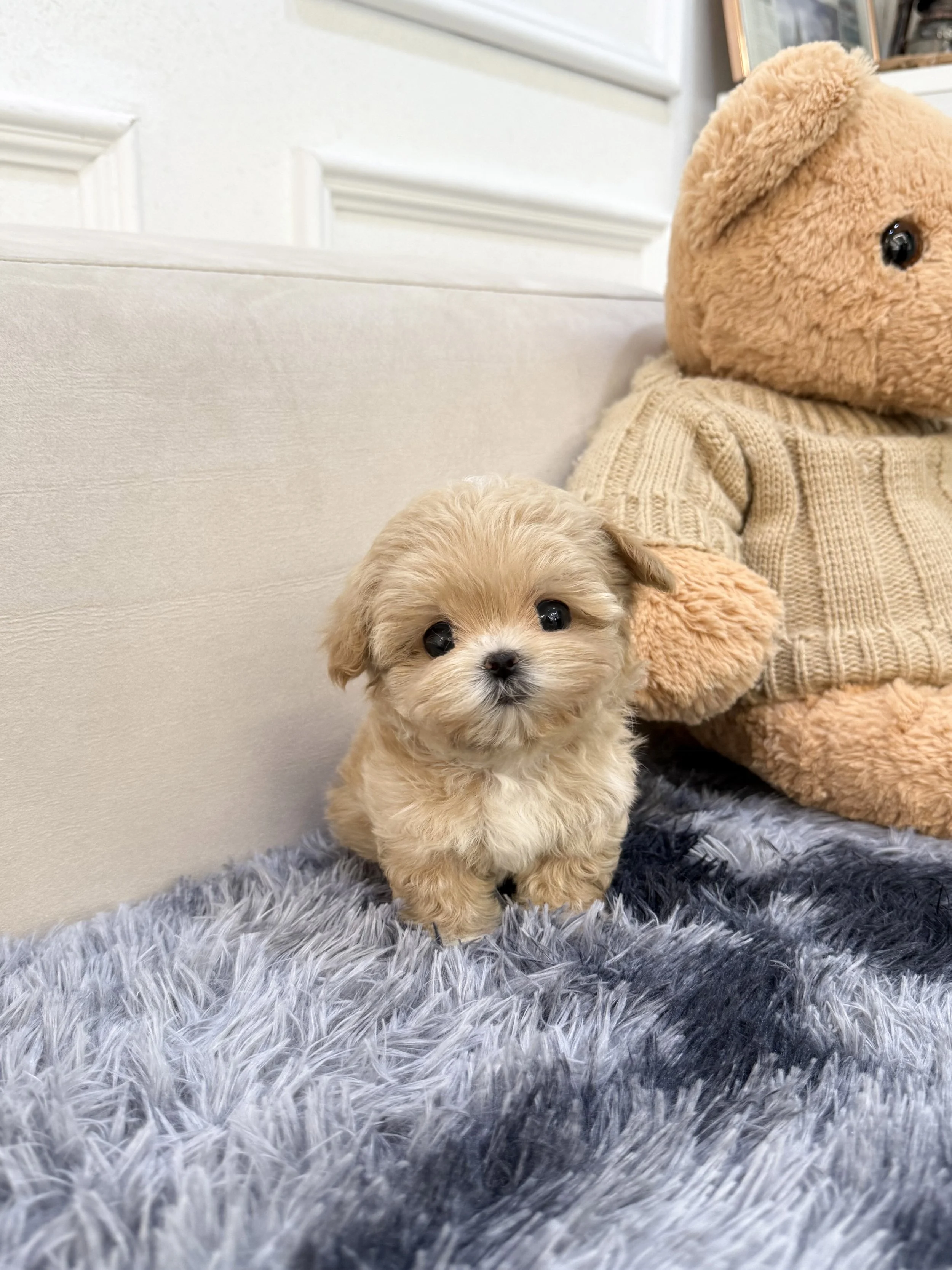 Pocket Pet Teacup Dog