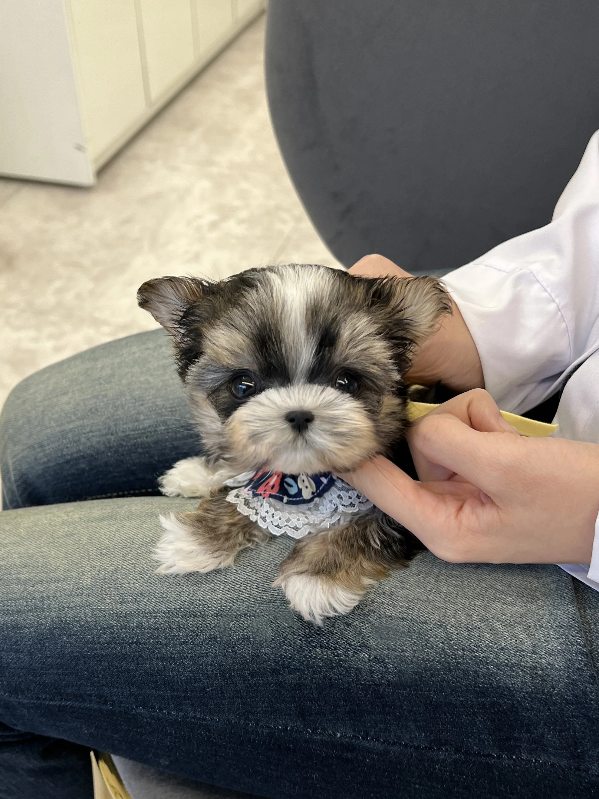 Pocket Pet Teacup Dog