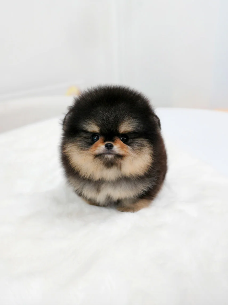 截屏2026-02-11 上午1.29.03.png