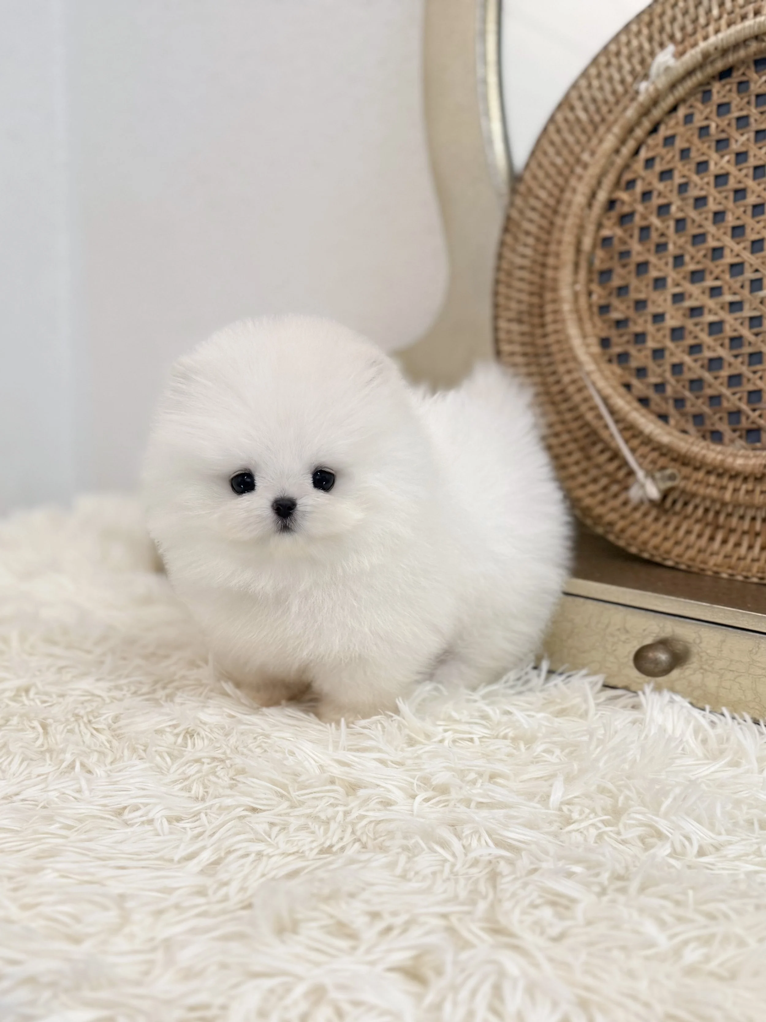 Pocket Pet Teacup Dog