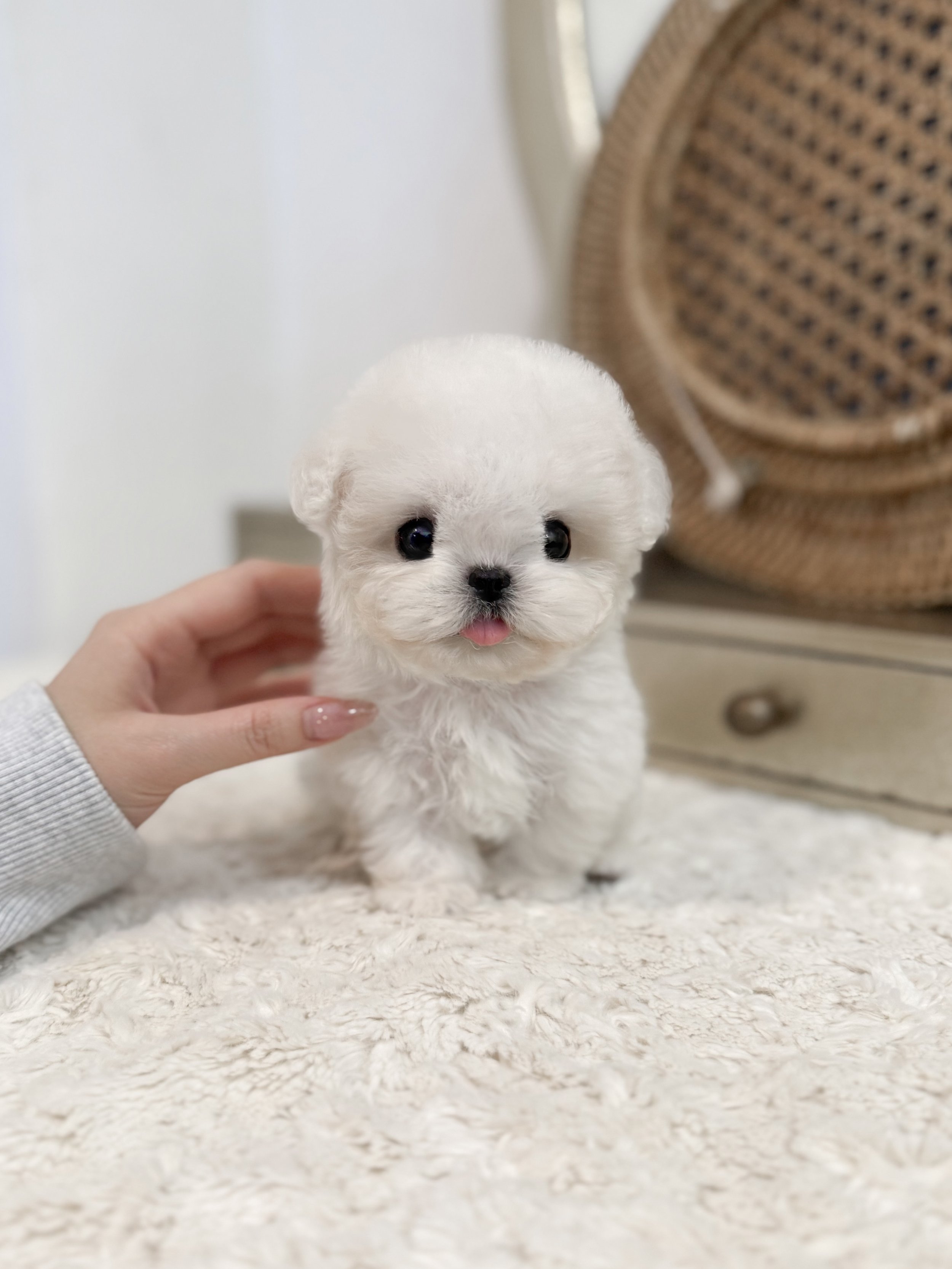 Pocket Pet Teacup Dog