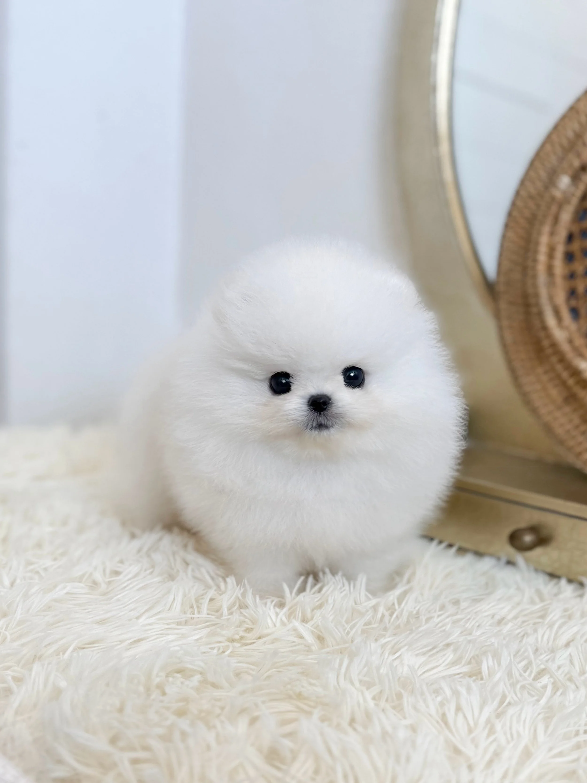 Pocket Pet Teacup Dog