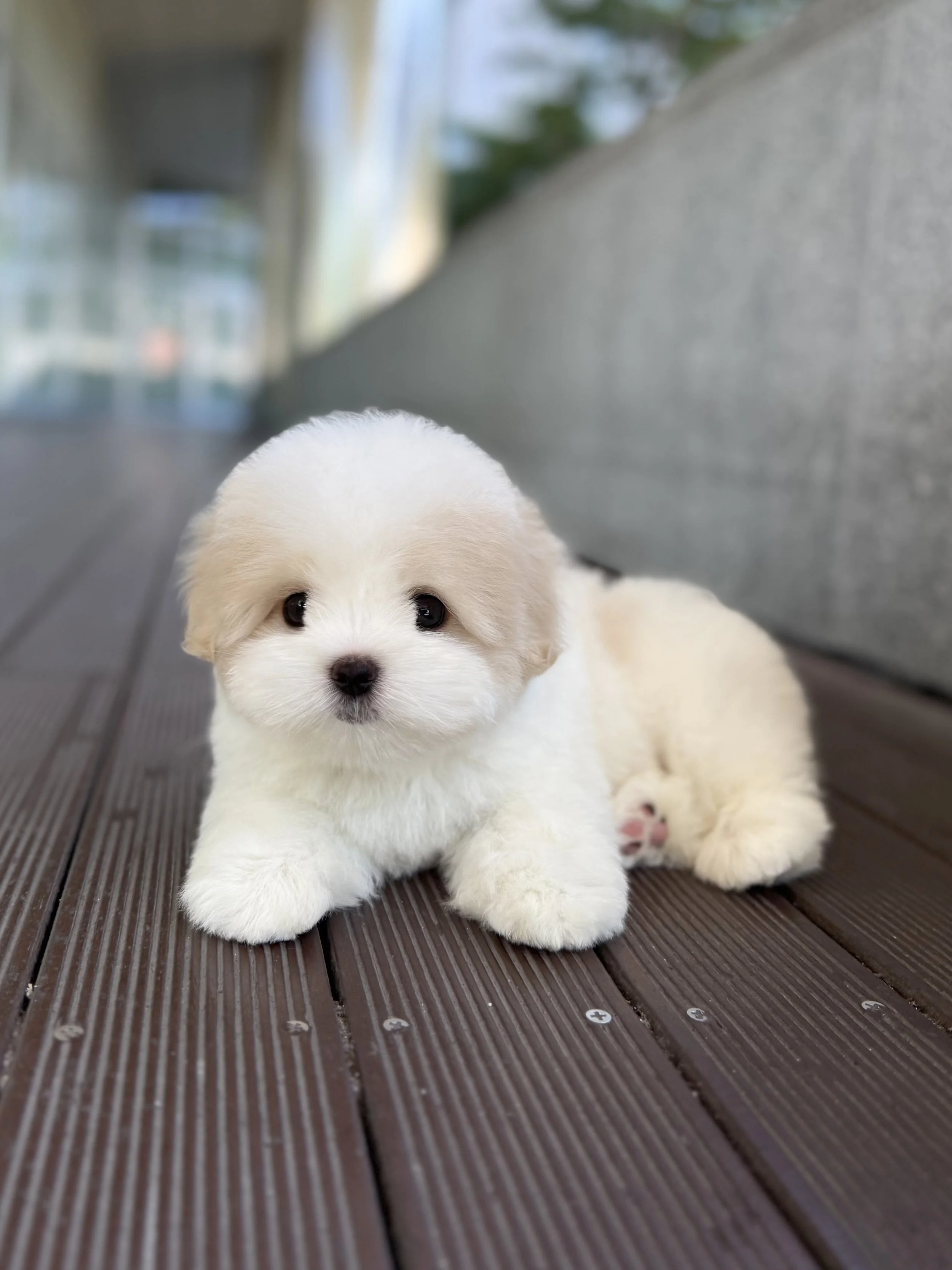 Pocket Pet Teacup Dog