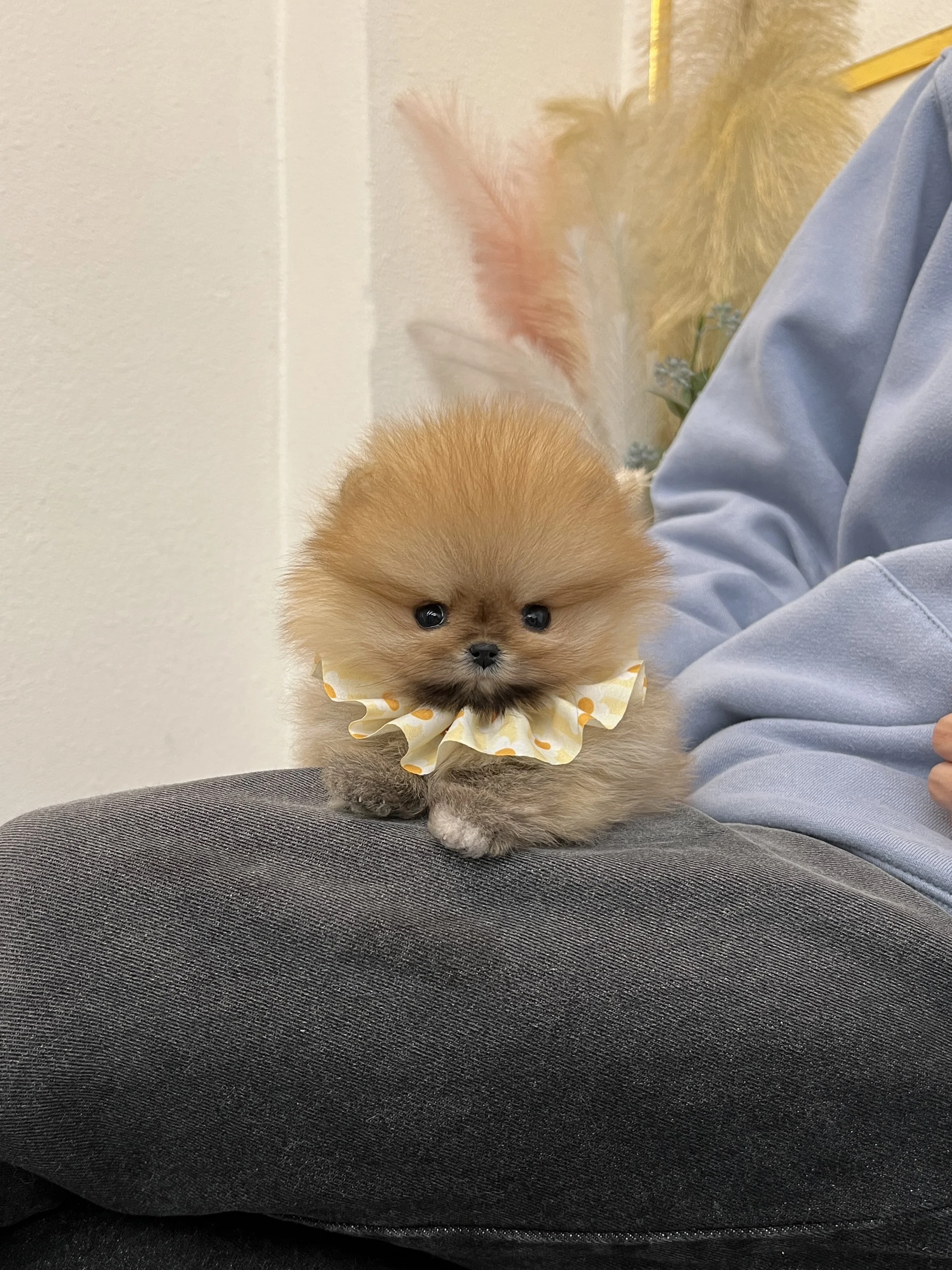 Pocket Pet Teacup Dog