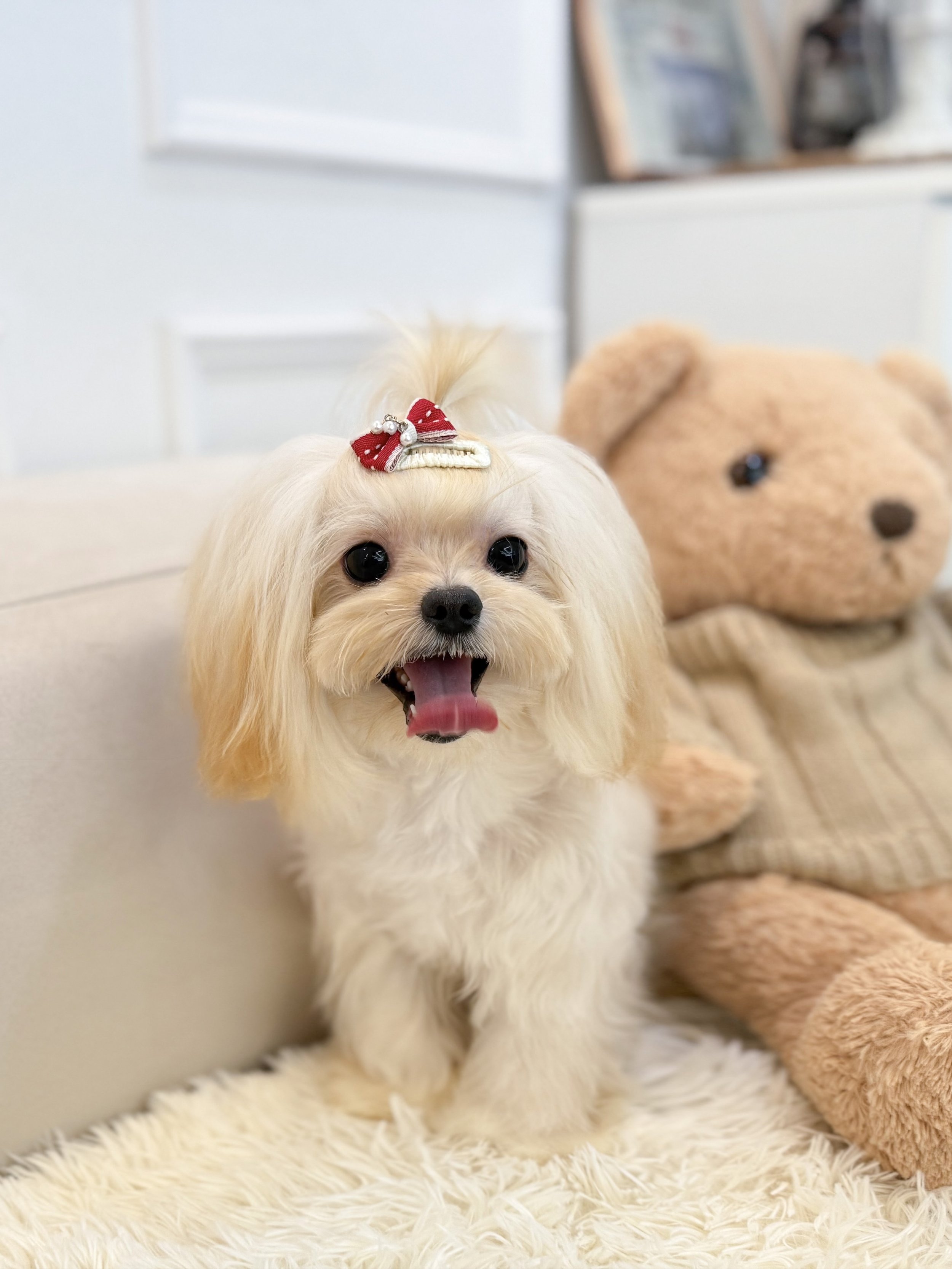 Pocket Pet Teacup Dog