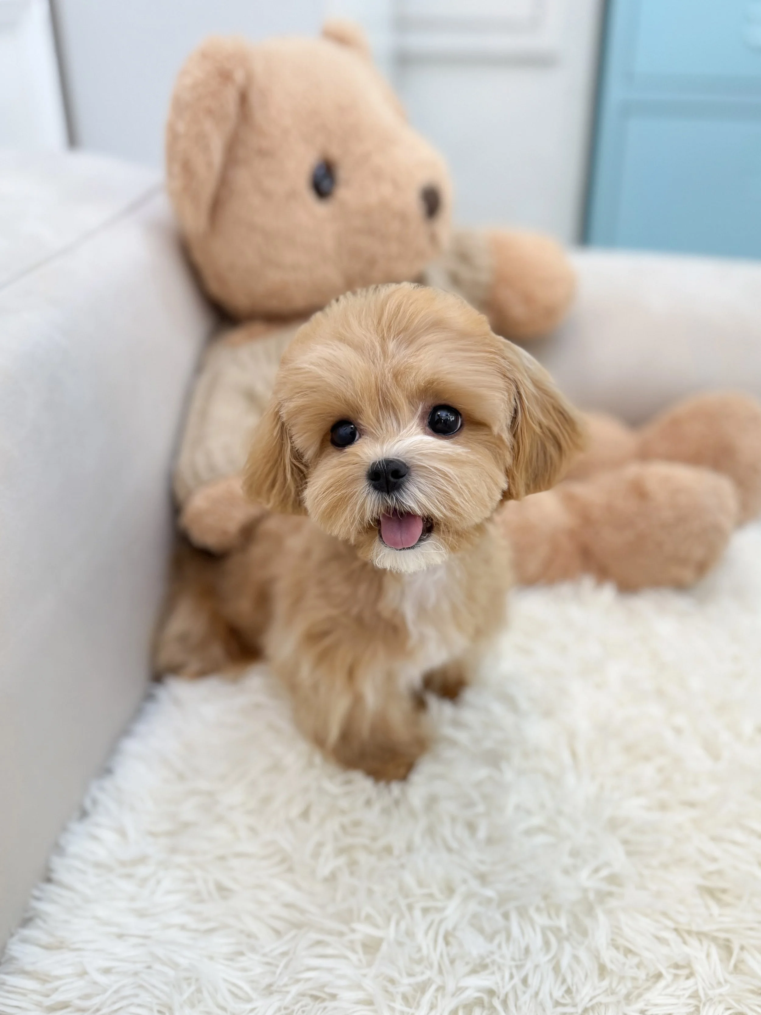 Pocket Pet Teacup Dog