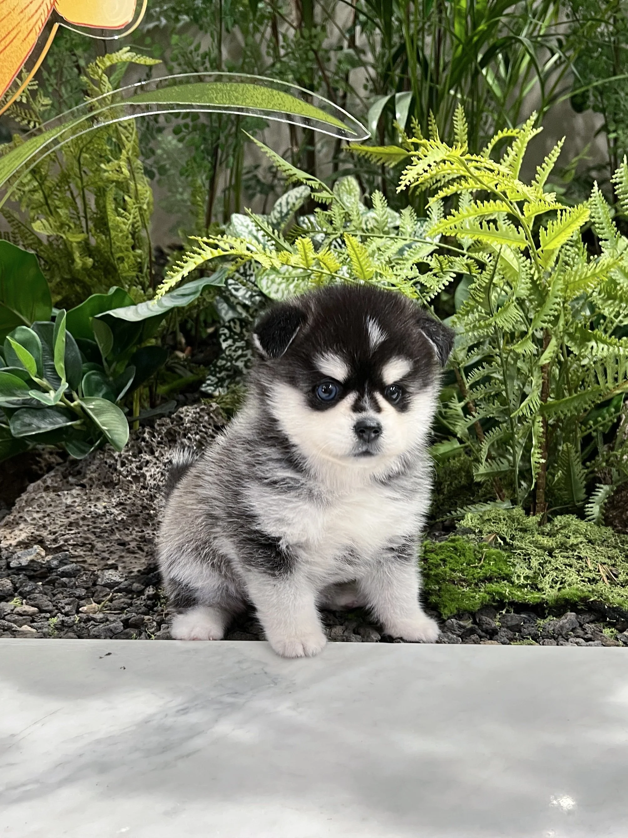 Pocket Pet Teacup Dog