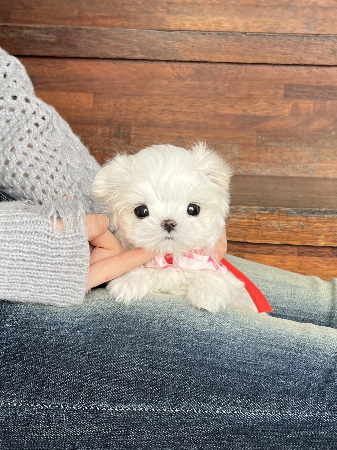 Pocket Pet Teacup Dog
