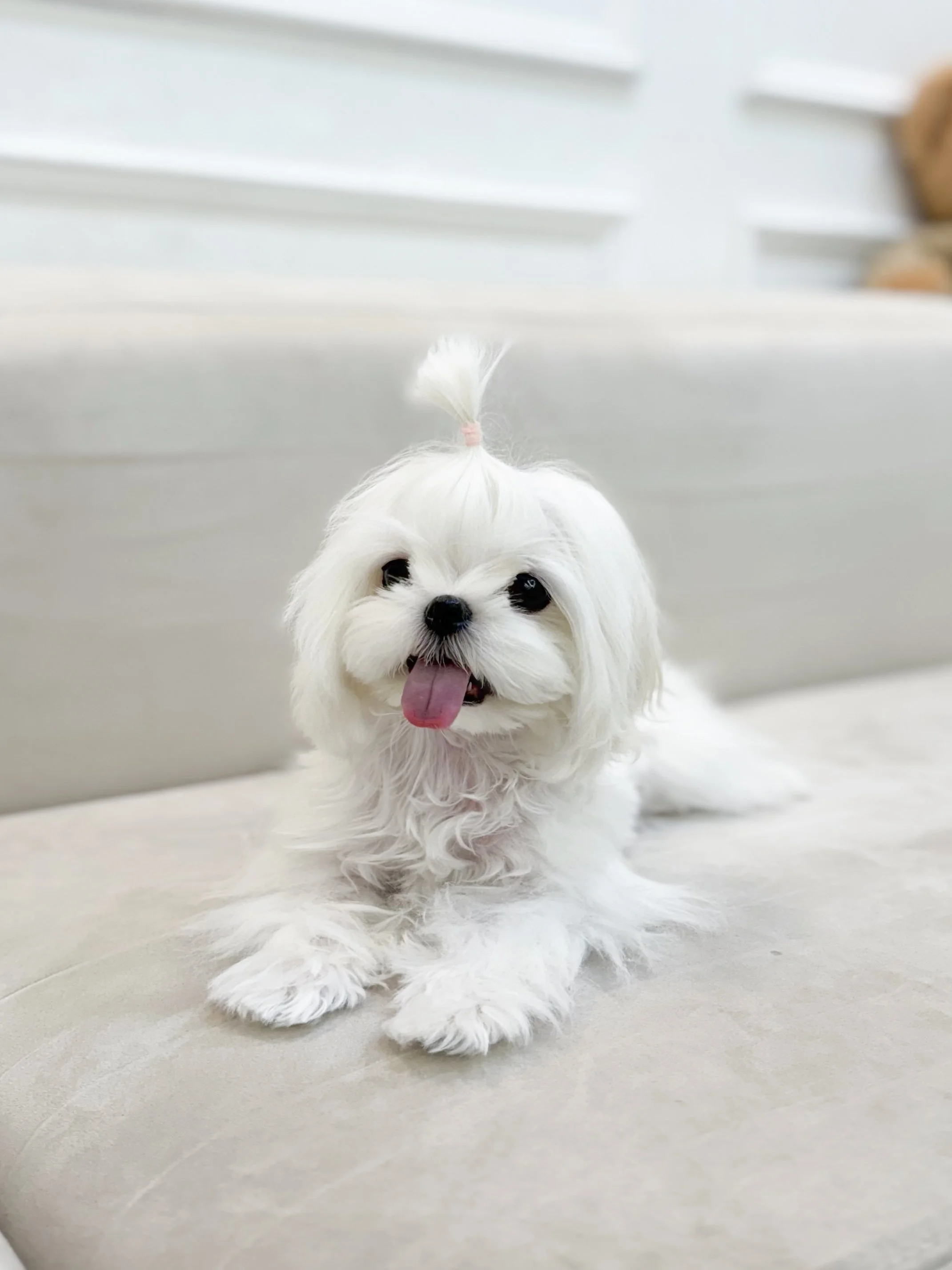 Pocket Pet Teacup Dog