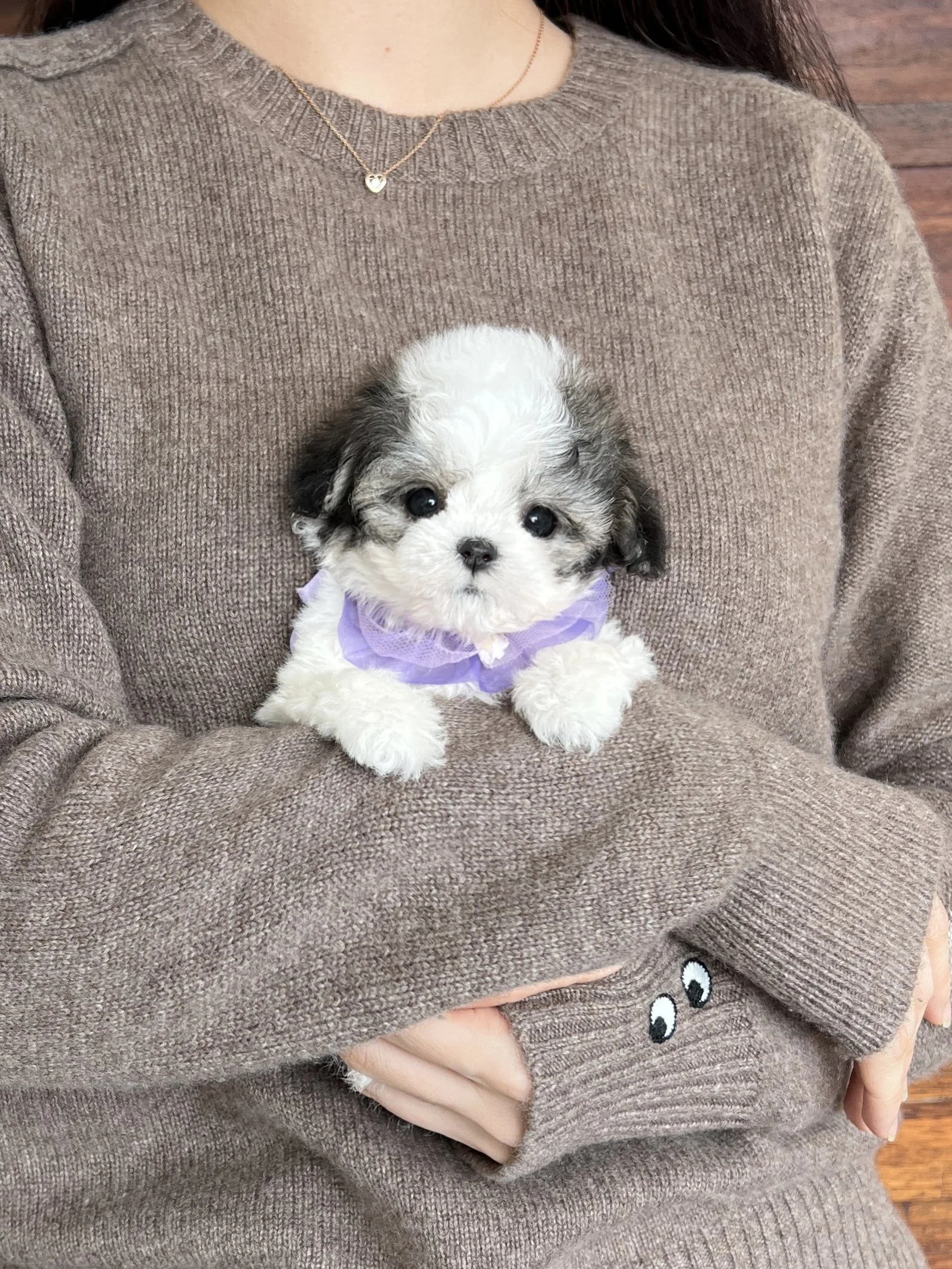 Pocket Pet Teacup Dog
