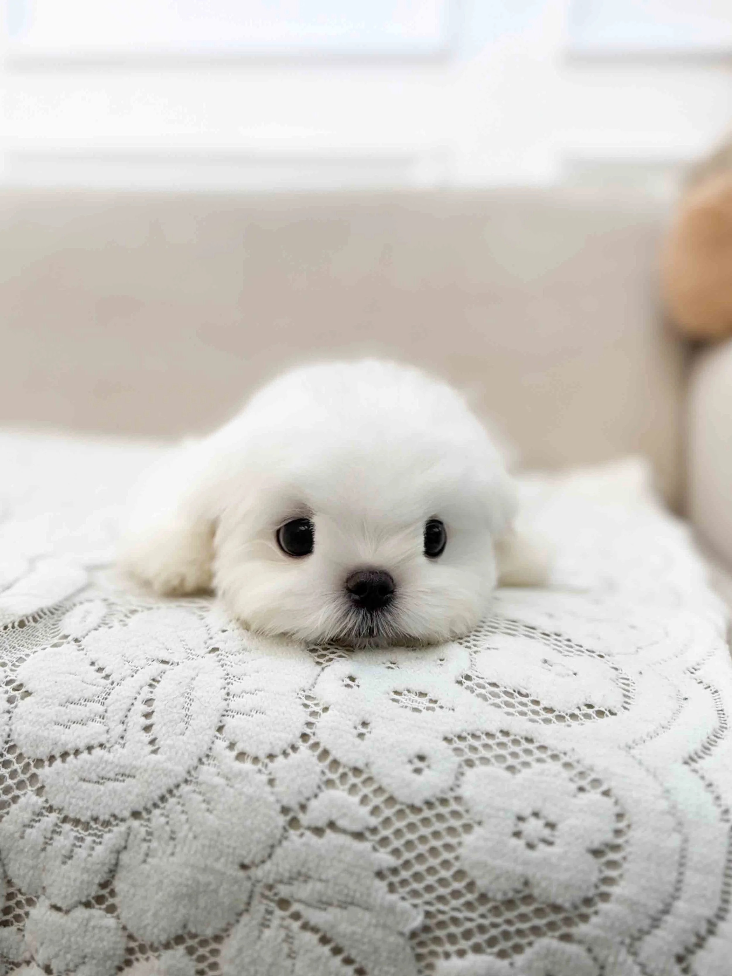 Pocket Pet Teacup Dog