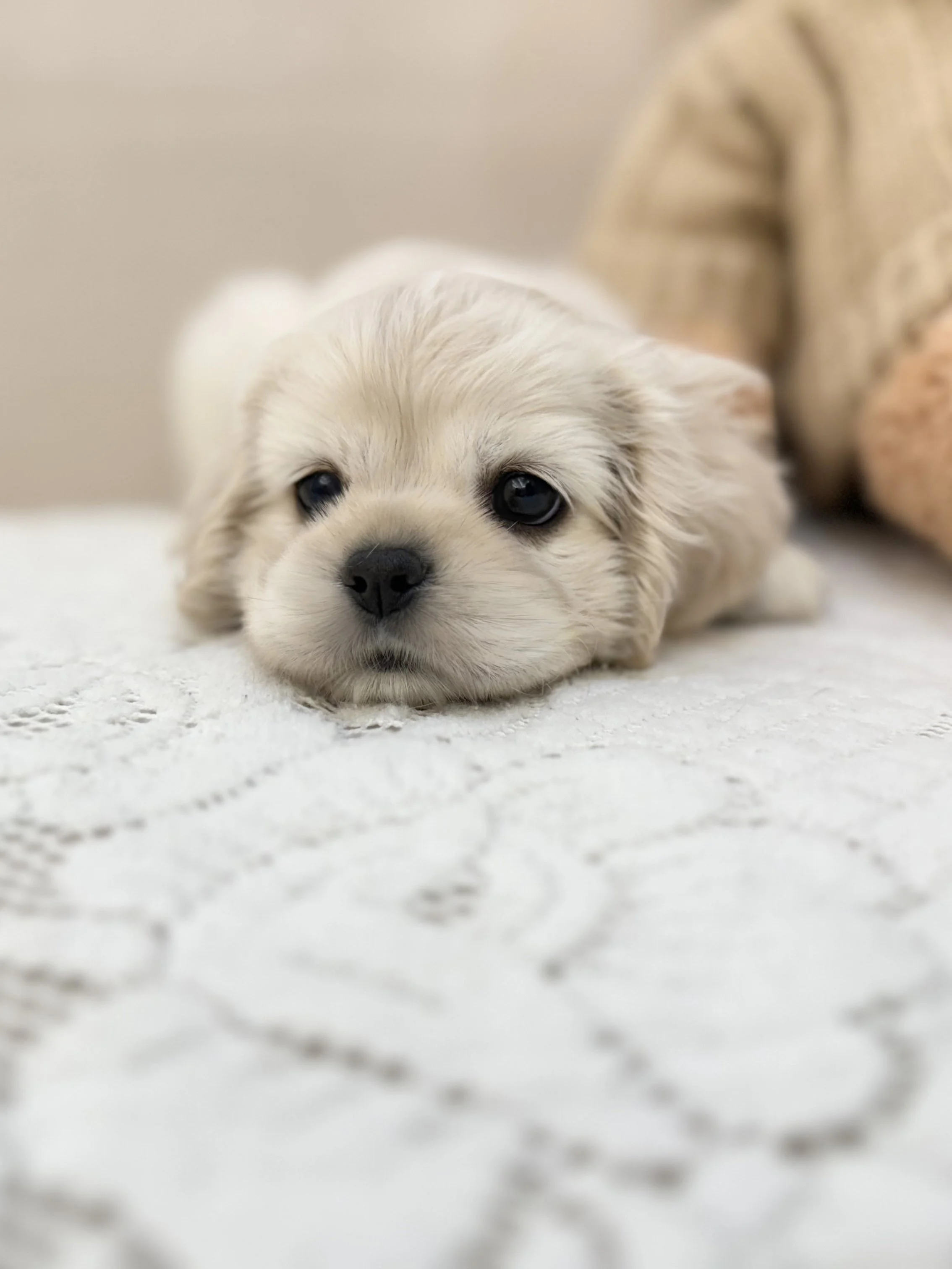Pocket Pet Teacup Dog