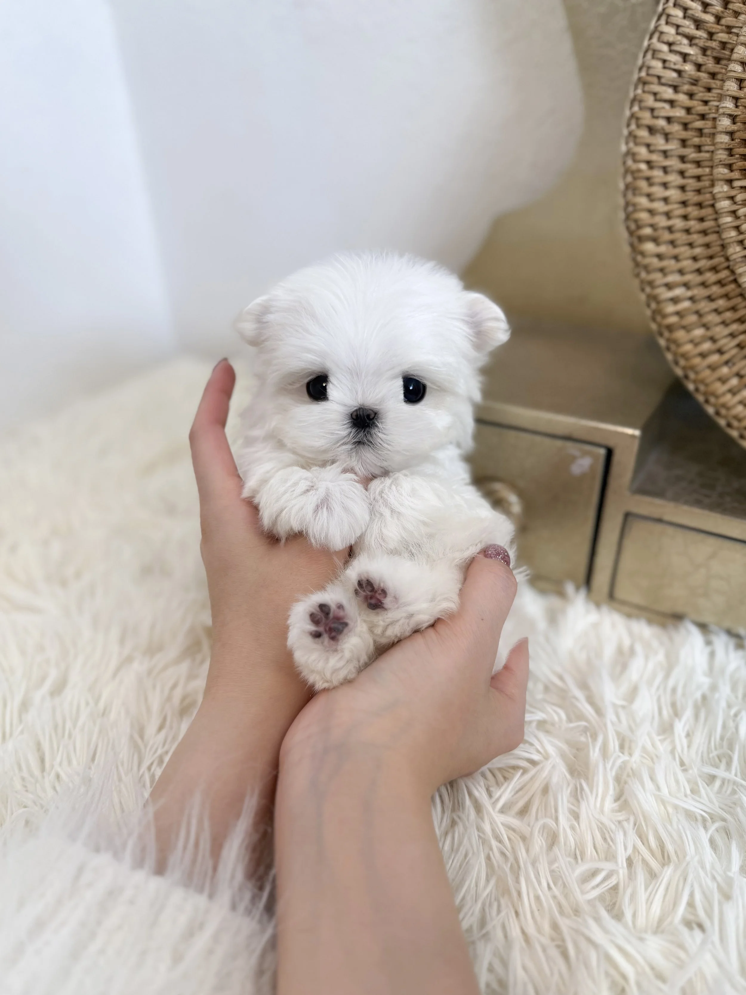Pocket Pet Teacup Dog