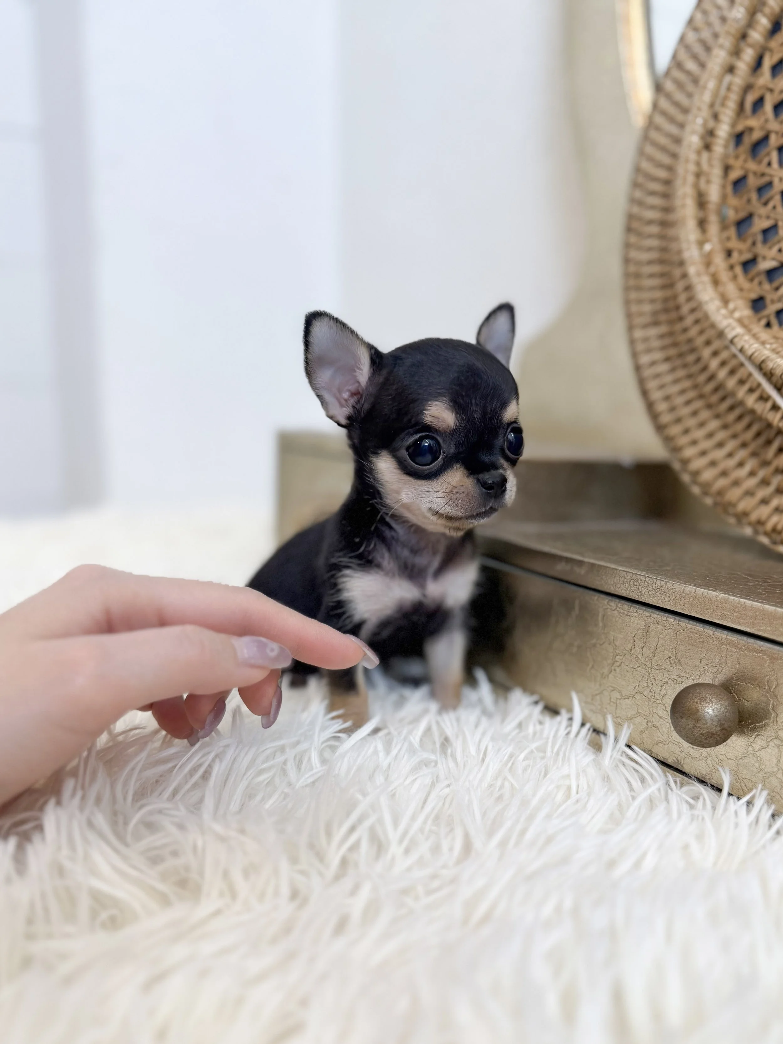 Pocket Pet Teacup Dog