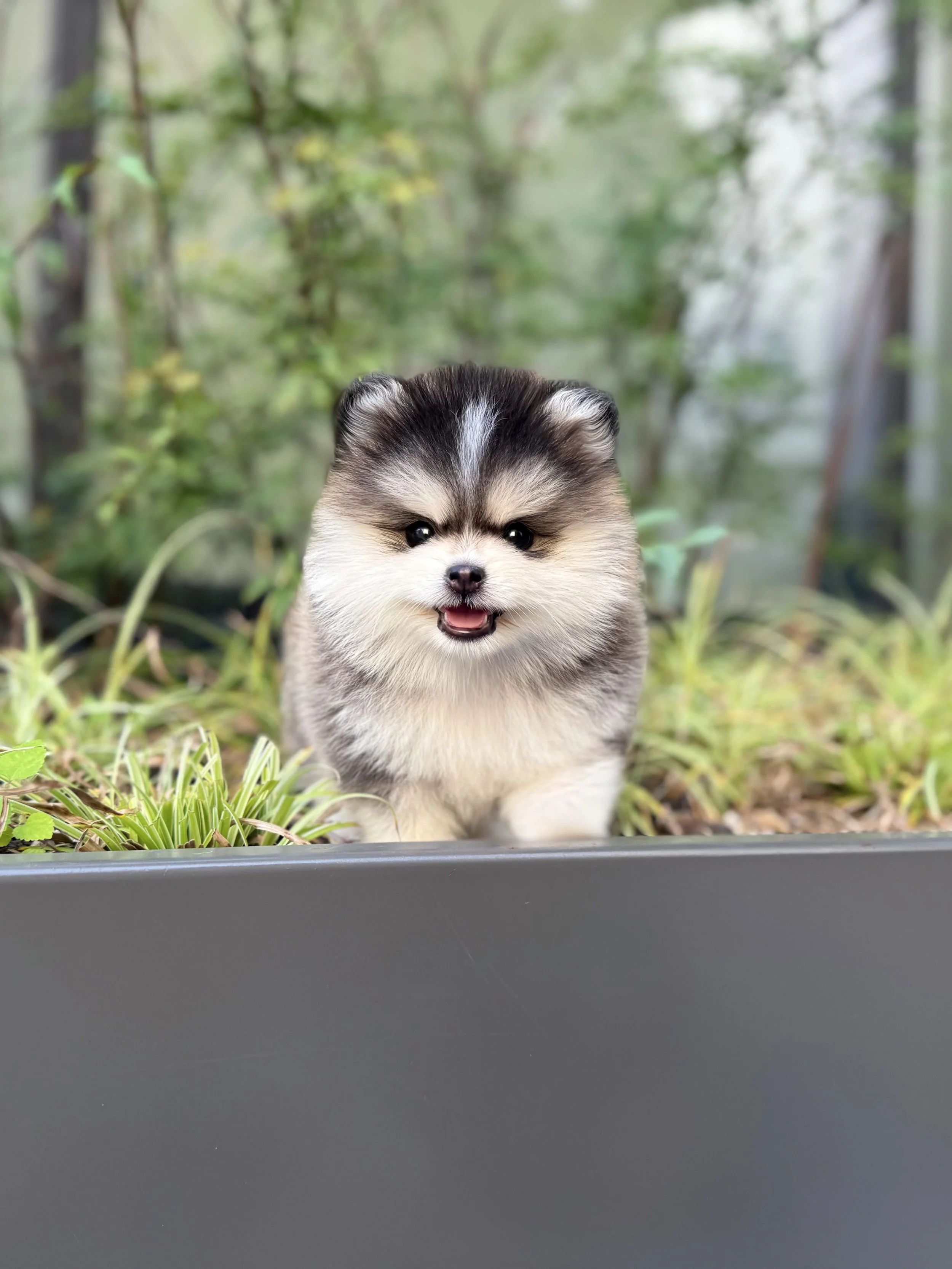 Pocket Pet Teacup Dog