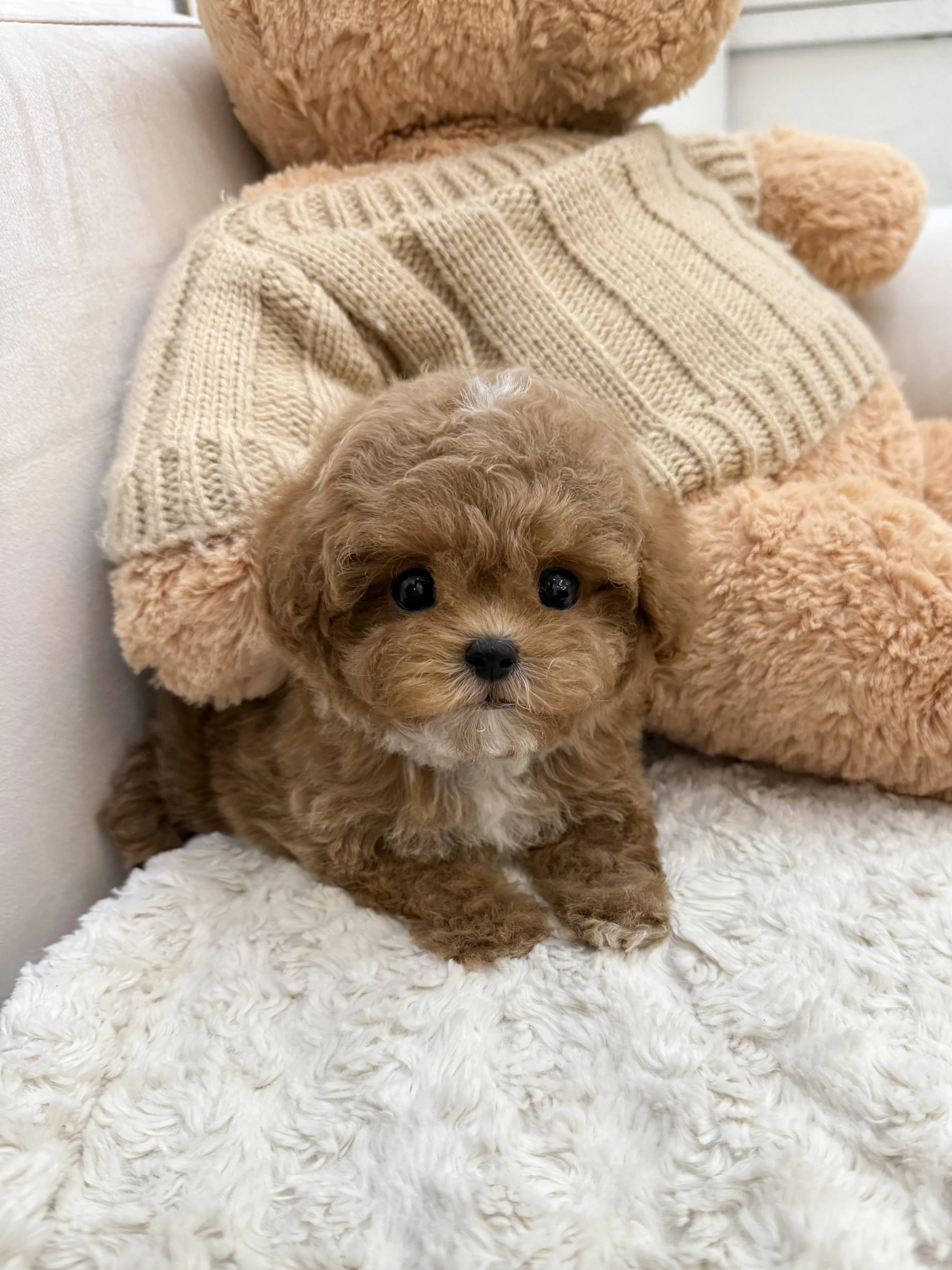 Pocket Pet Teacup Dog