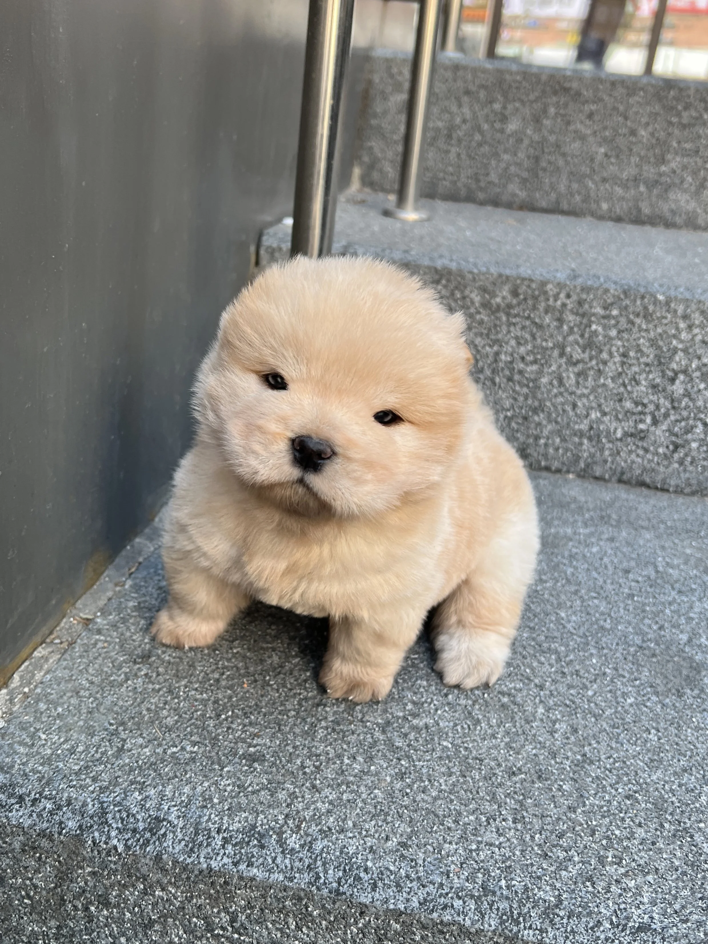 Pocket Pet Teacup Dog