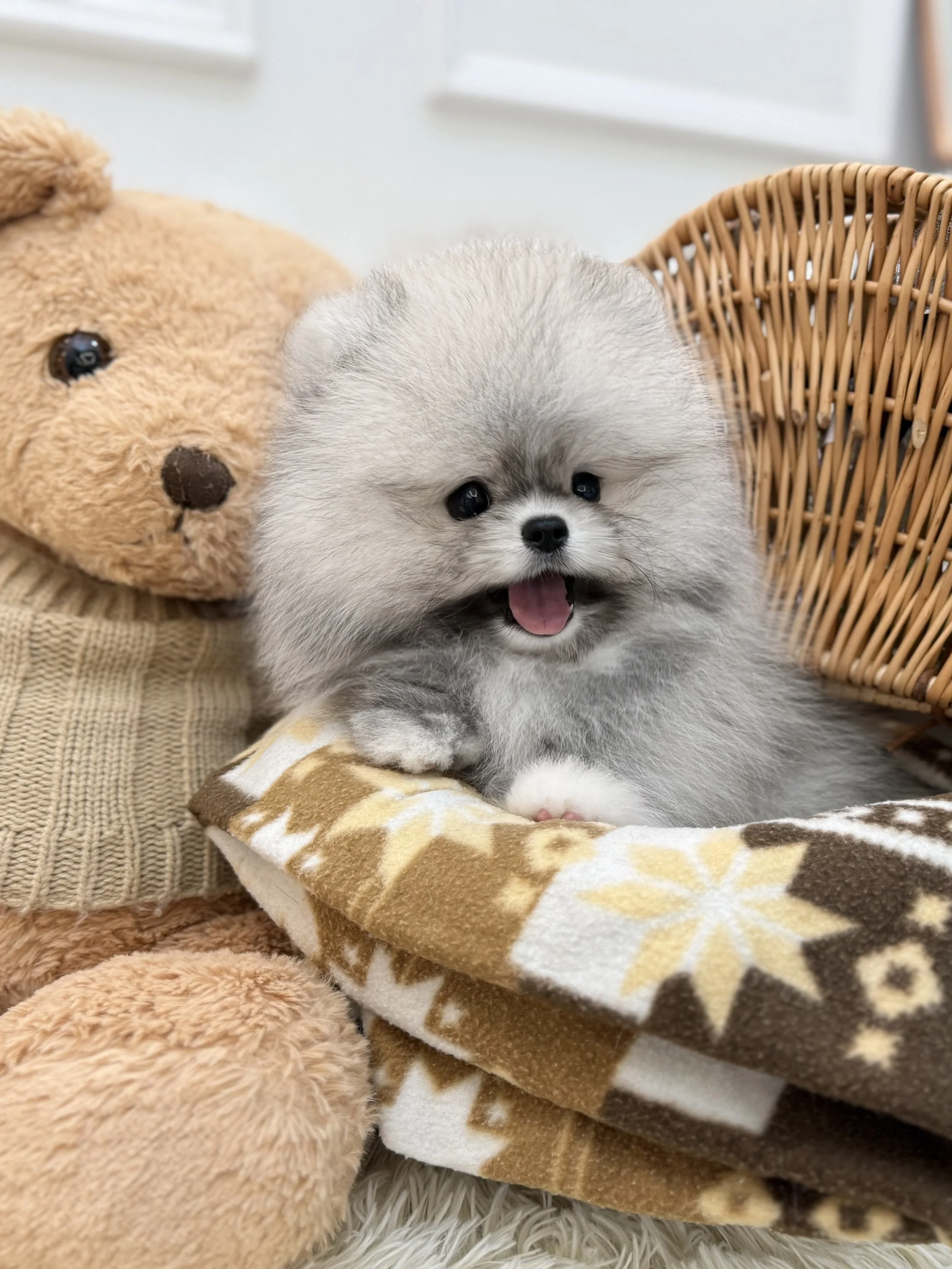 Pocket Pet Teacup Dog