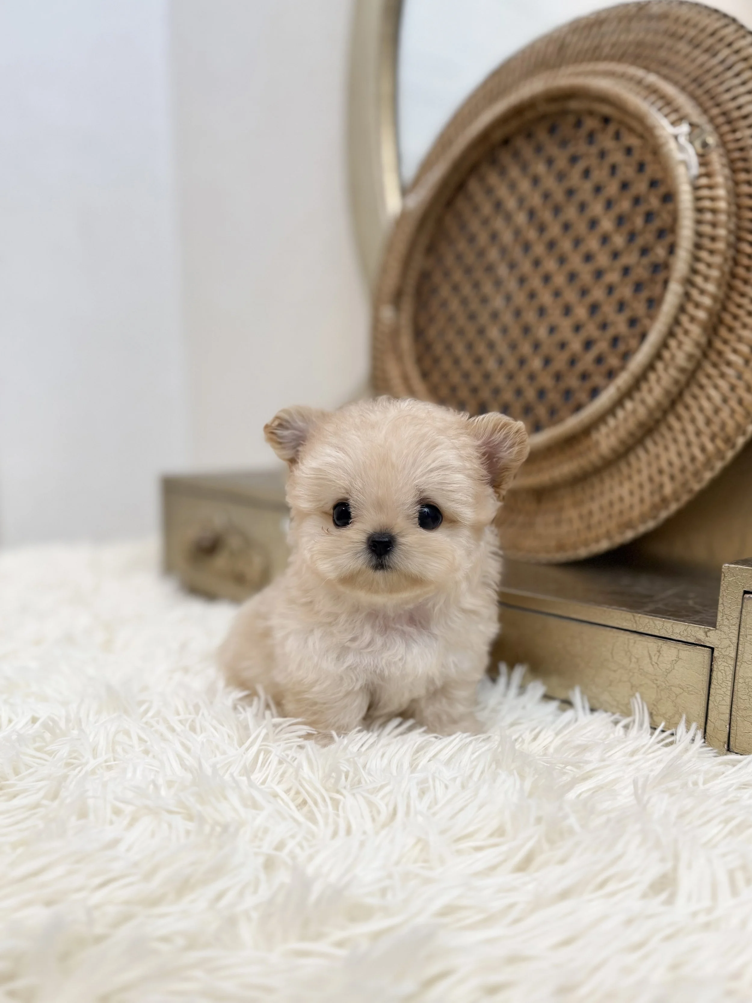 Pocket Pet Teacup Dog