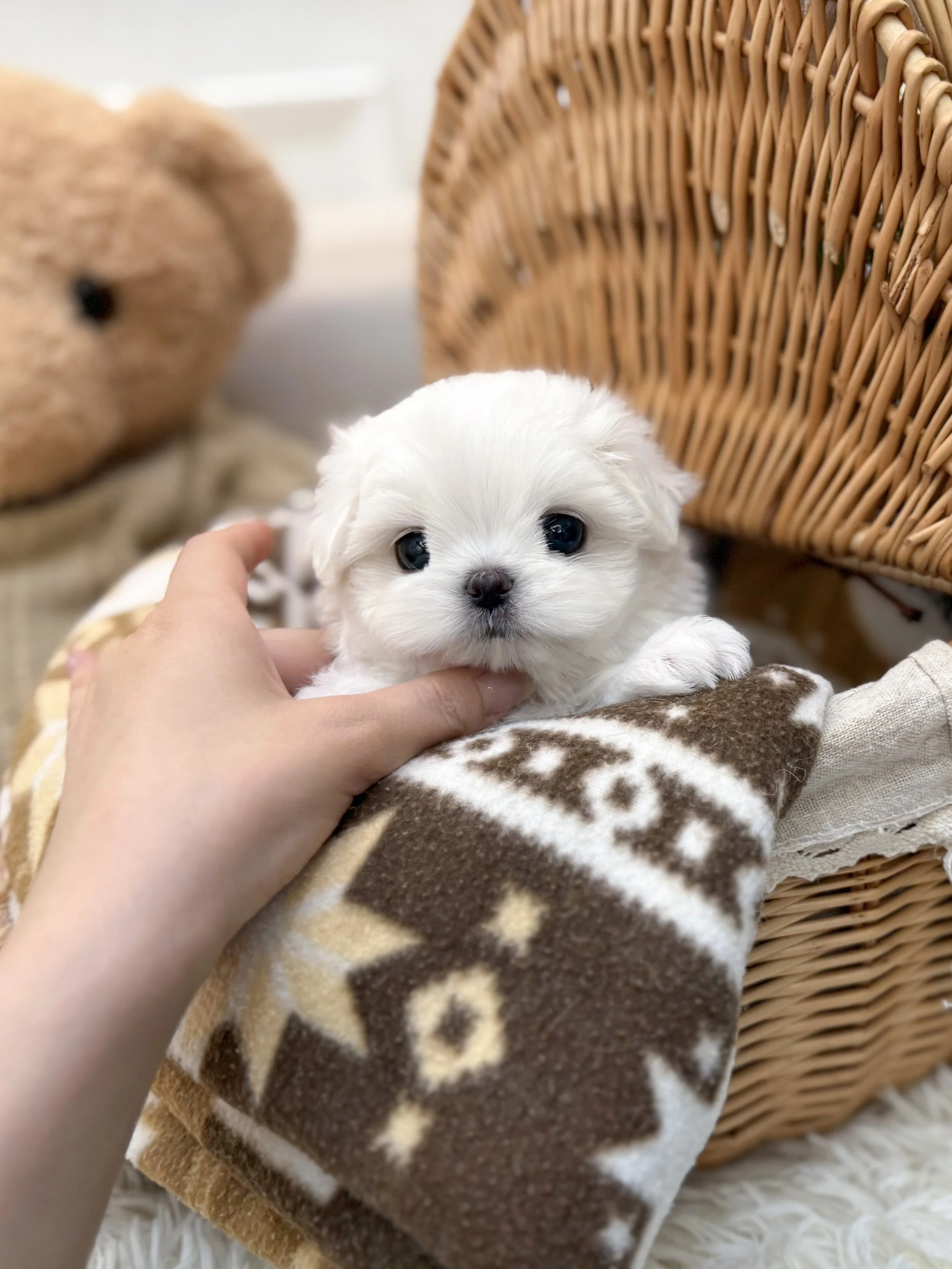 Pocket Pet Teacup Dog