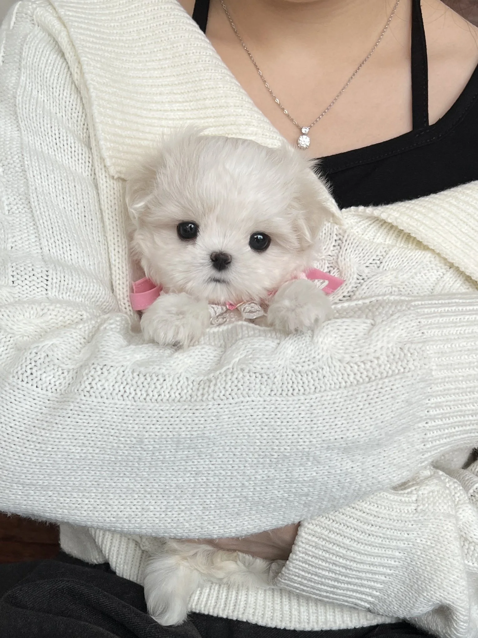 Pocket Pet Teacup Dog