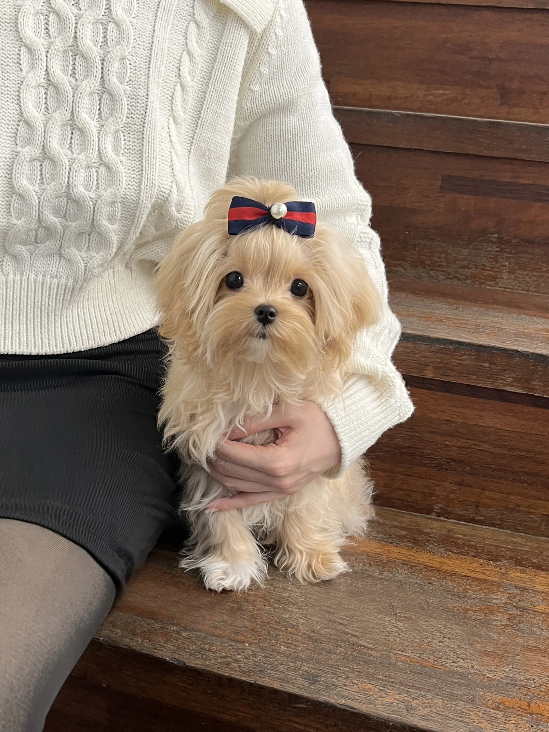 Pocket Pet Teacup Dog