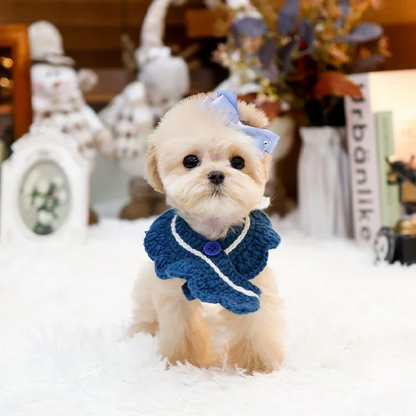 Pocket Pet Teacup Dog